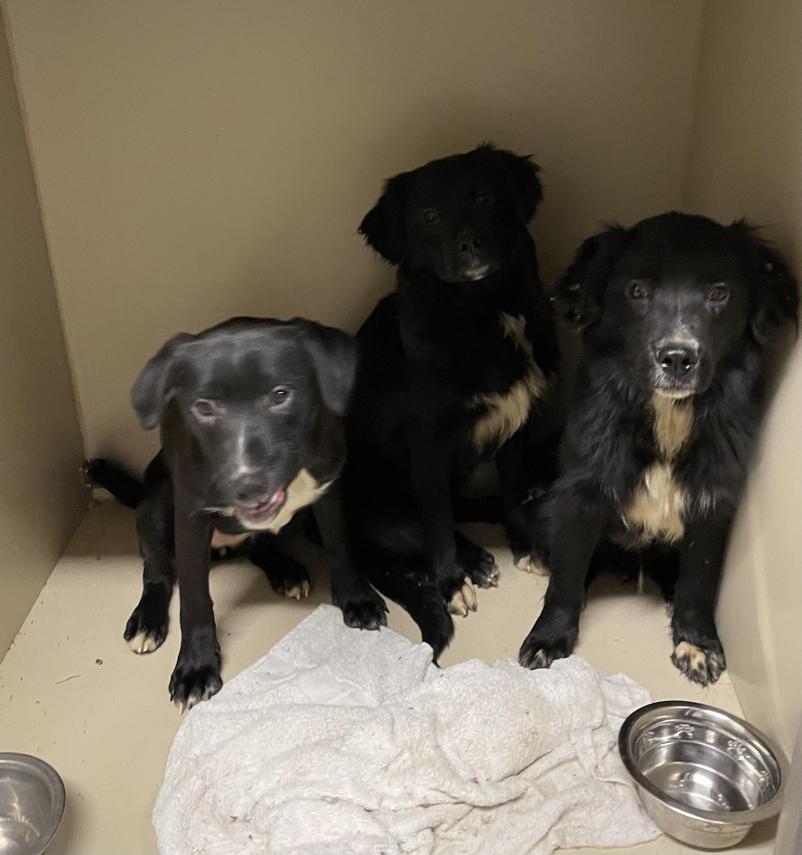 Enlarge Chrissy ADOPTED , an adopted mixed breed in Canton, OH image 3/3