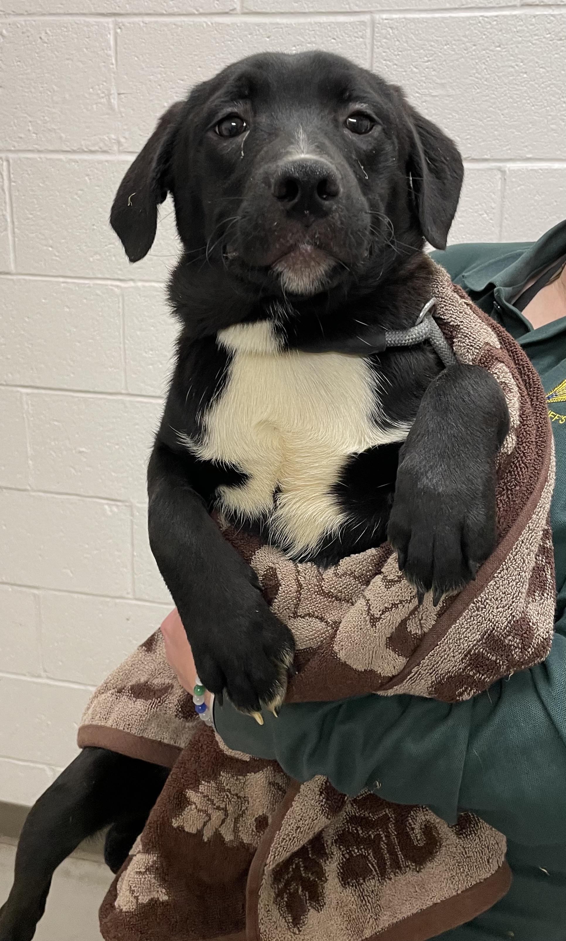 Enlarge Chrissy ADOPTED , an adopted mixed breed in Canton, OH image 2/3