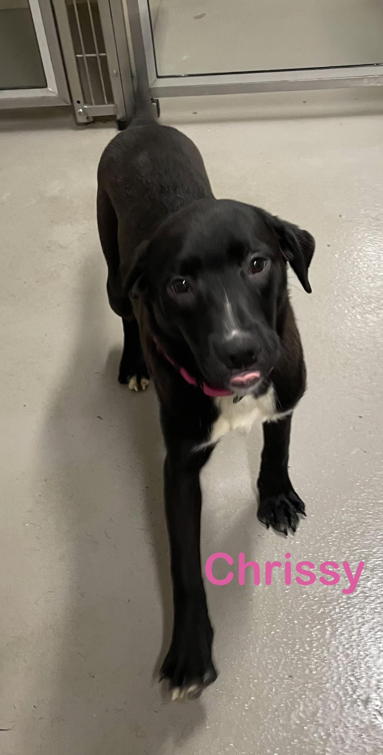 Chrissy ADOPTED , adopted, Young Female Flat-Coated Retriever.