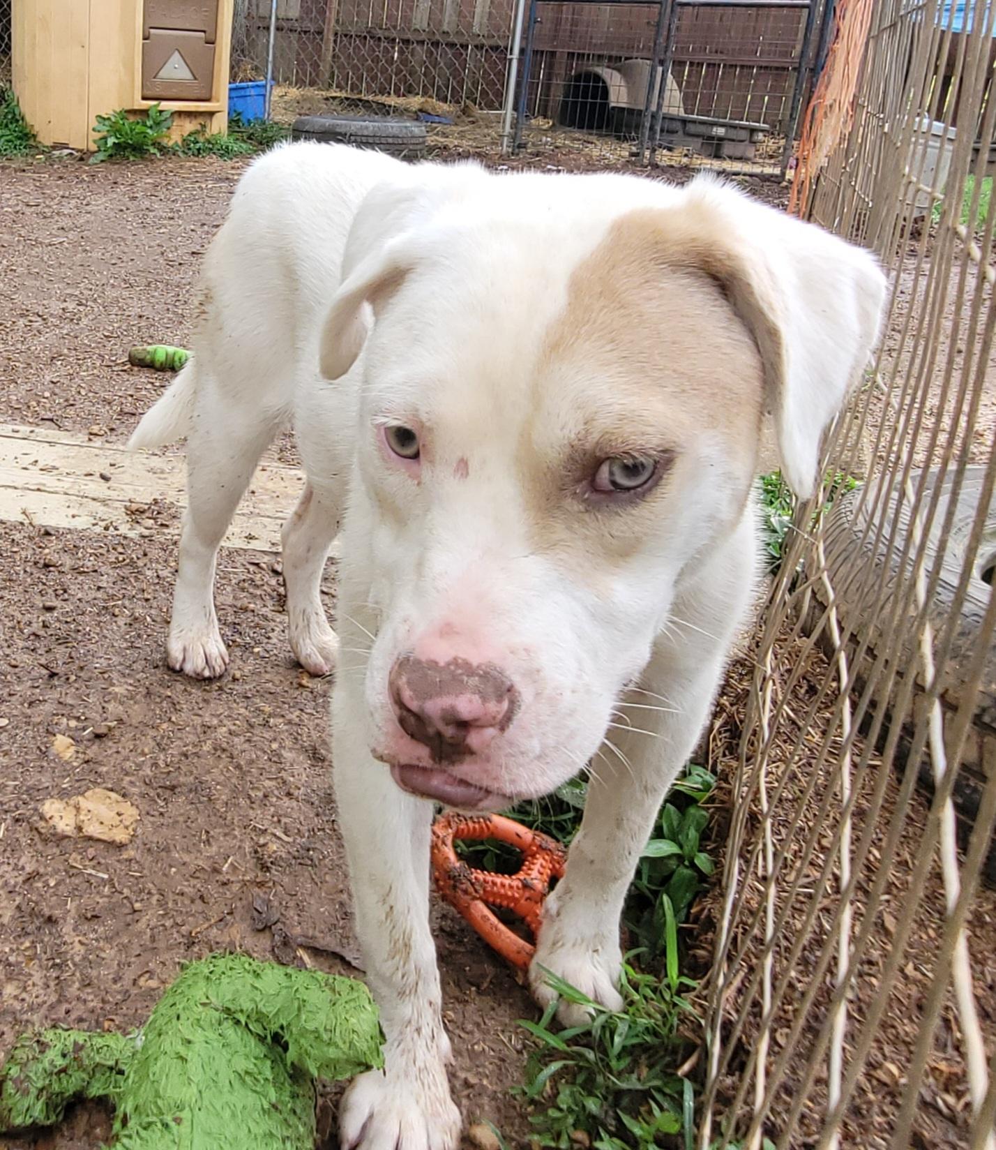 Enlarge Ugga, a Adoptable mixed breed in Toney, AL image 2/6