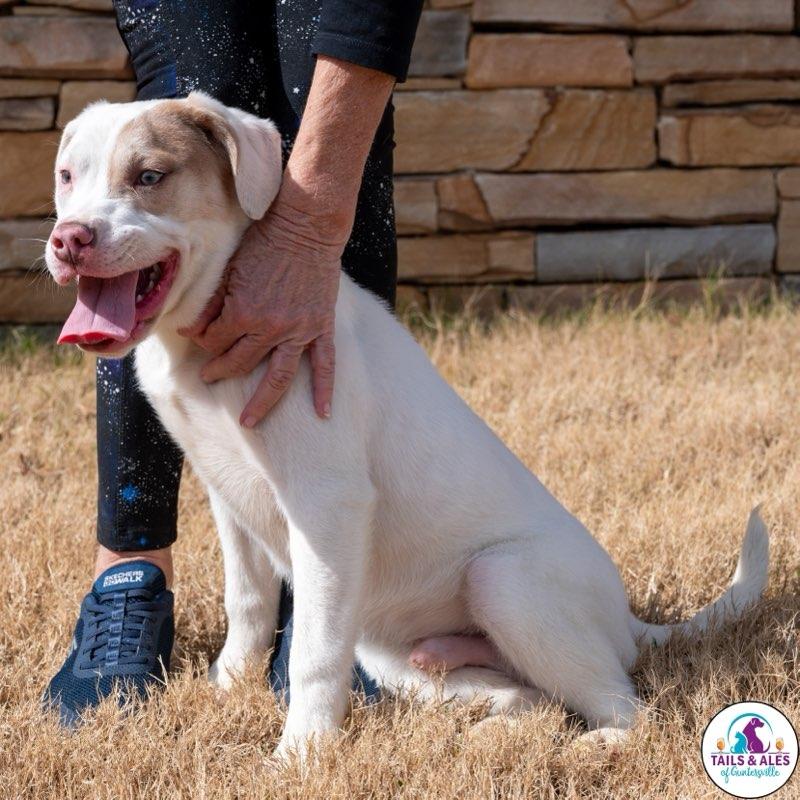 Enlarge Ugga, a Adoptable mixed breed in Toney, AL image 5/6