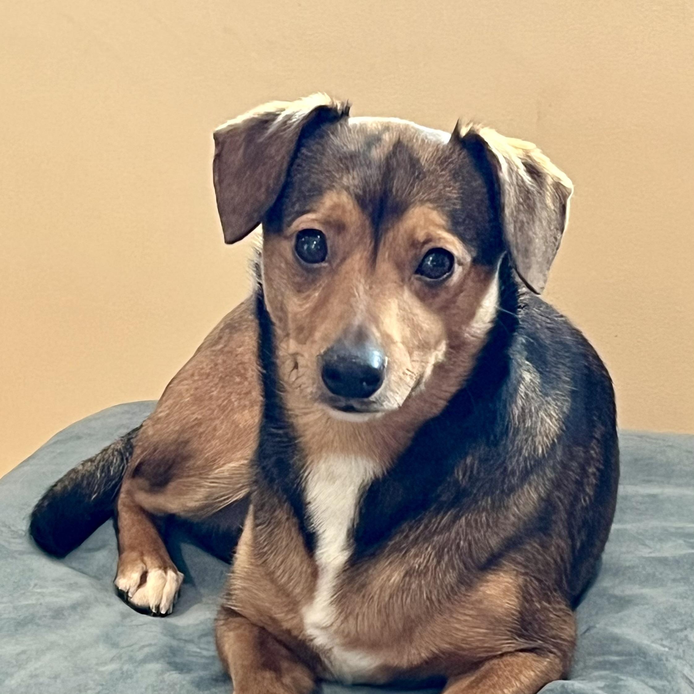 Enlarge MARS - Local, a ADOPTABLE mixed breed in Warwick, RI image 3/6