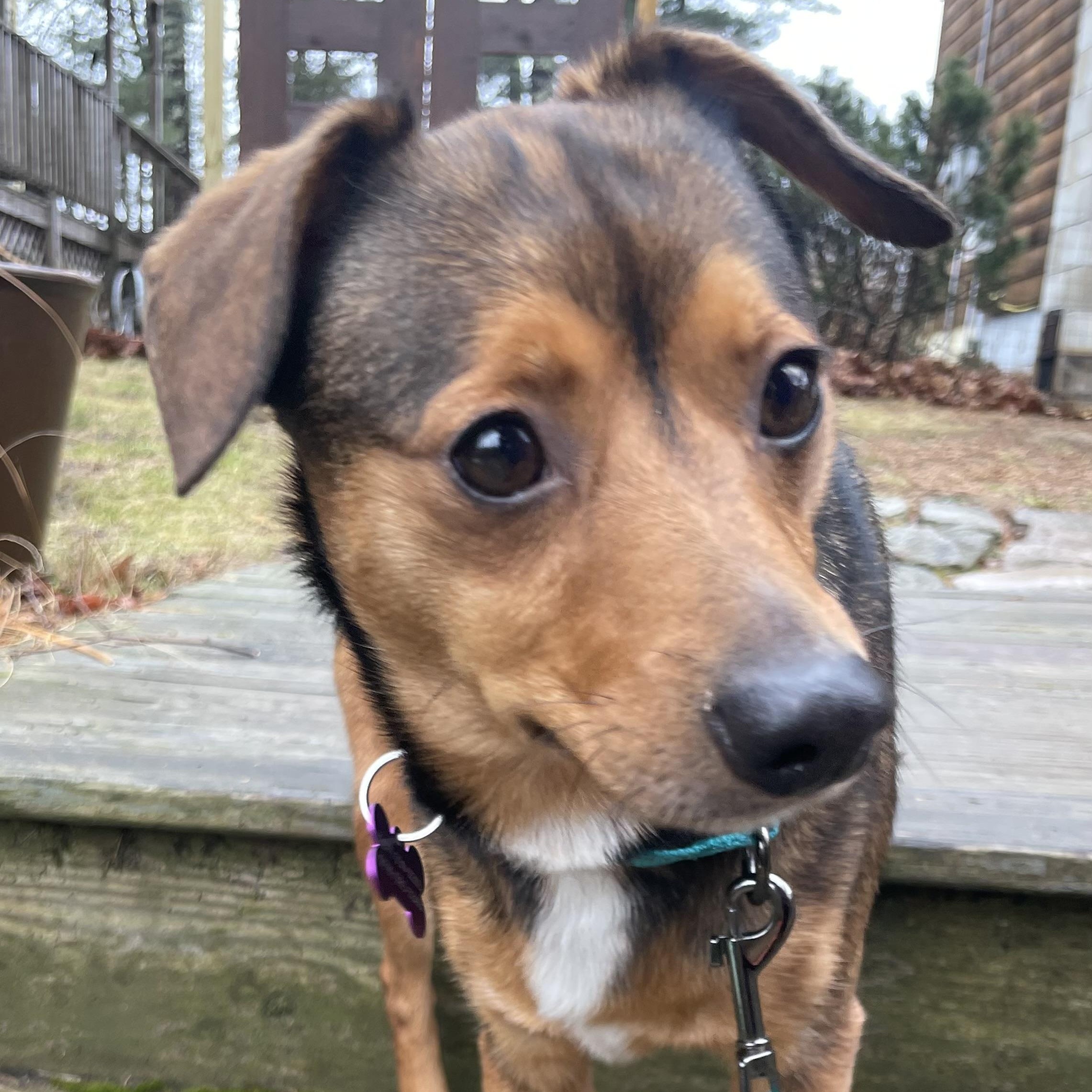 MARS - Local, ADOPTABLE, Adult Female Dachshund.