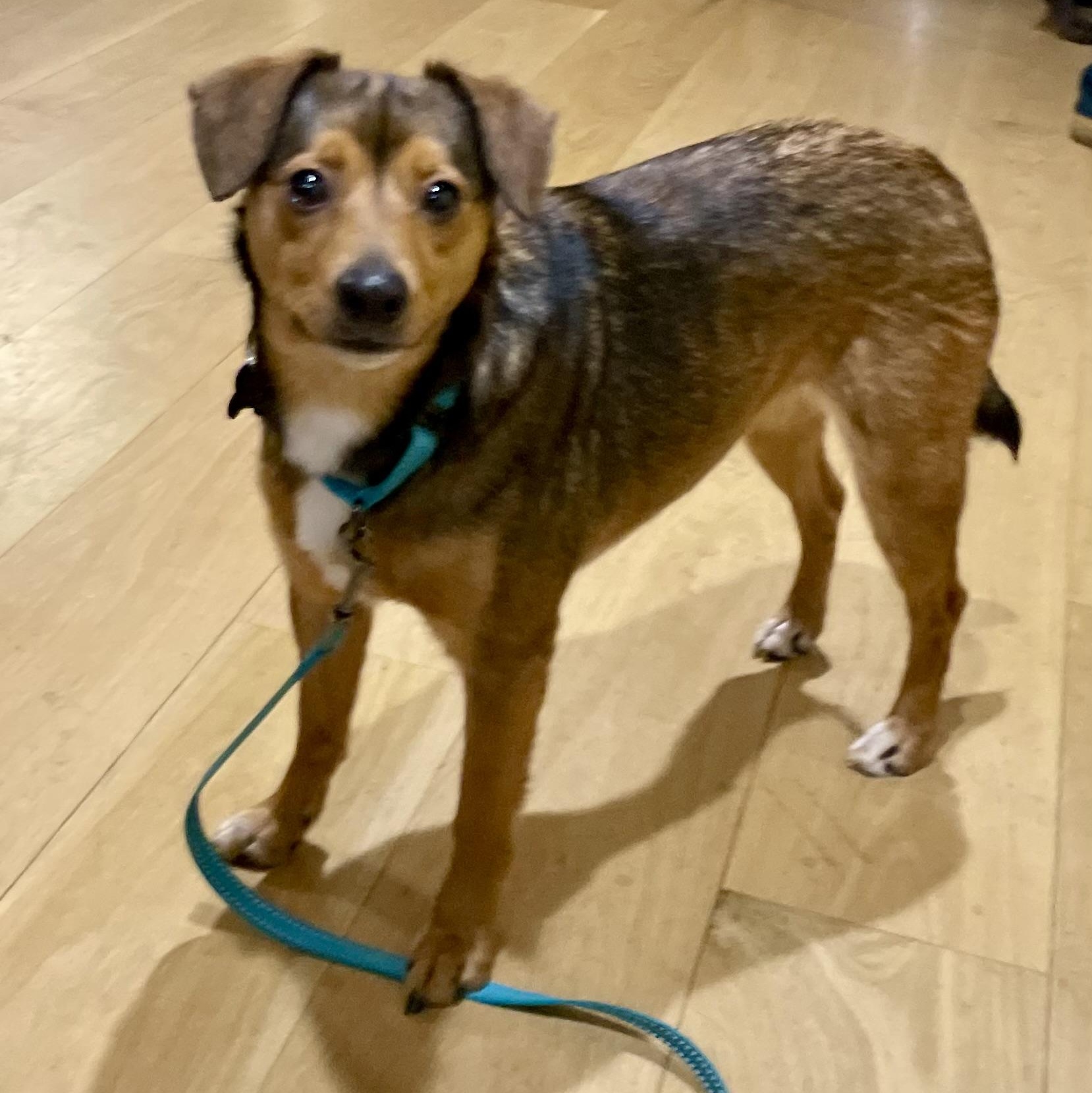 Enlarge MARS - Local, a ADOPTABLE mixed breed in Warwick, RI image 2/6