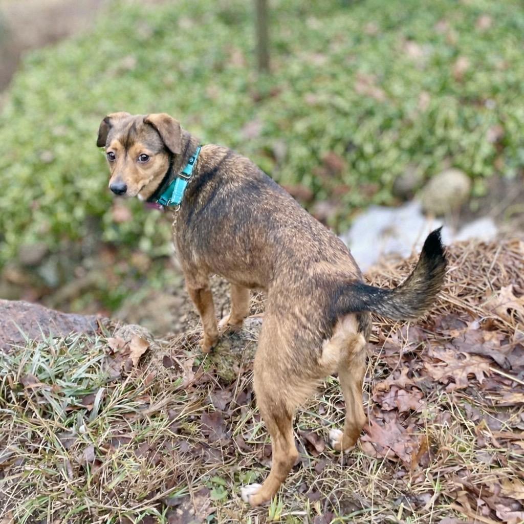 Enlarge MARS - Local, a ADOPTABLE mixed breed in Warwick, RI image 5/6