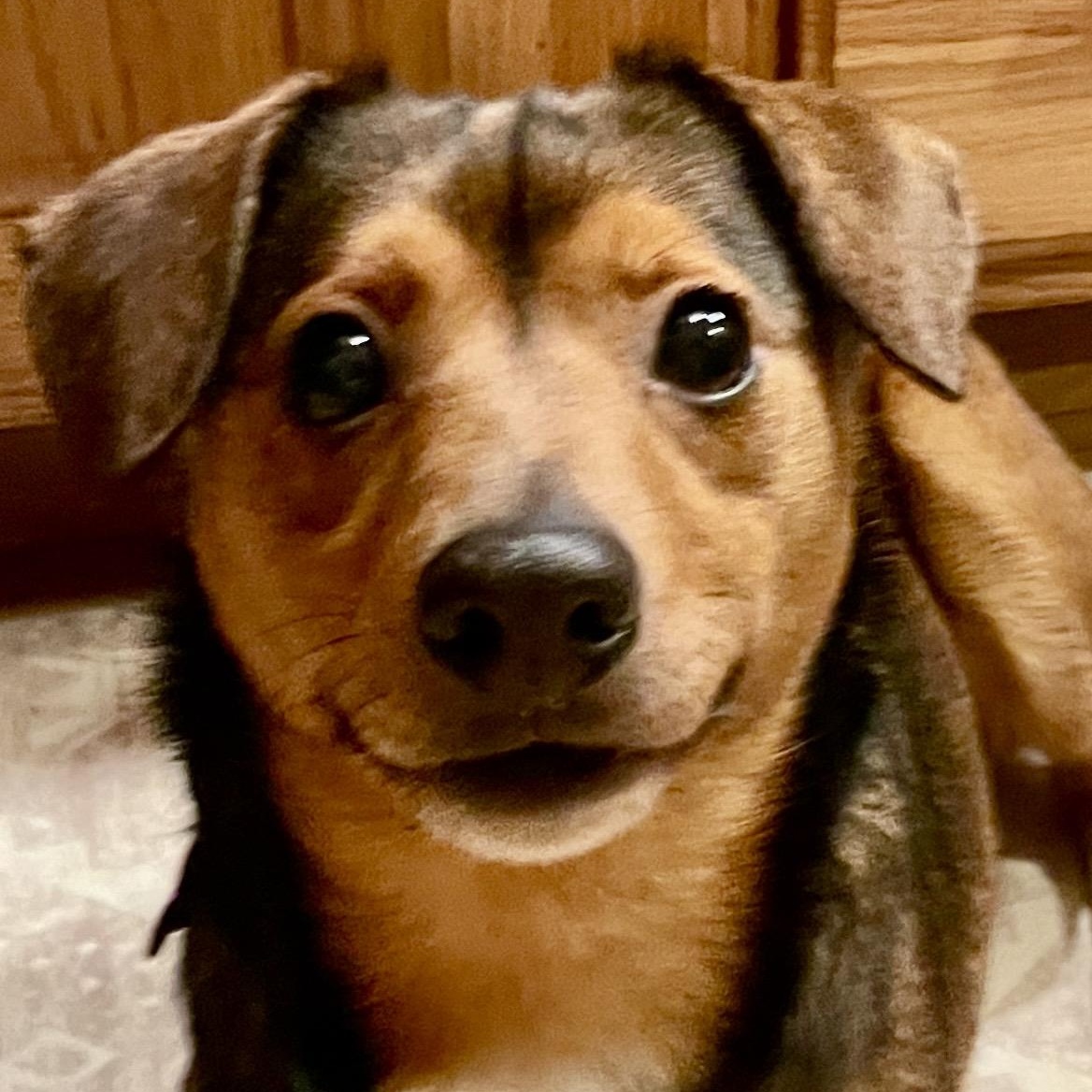 Enlarge MARS - Local, a ADOPTABLE mixed breed in Warwick, RI image 2/6