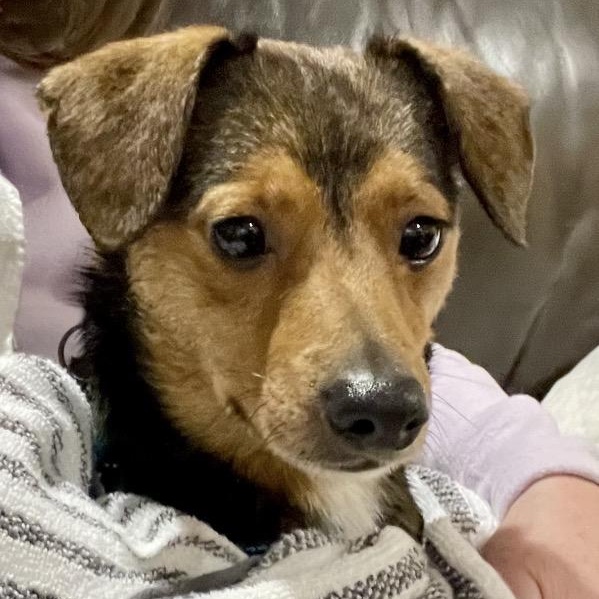 Enlarge MARS - Local, a ADOPTABLE mixed breed in Warwick, RI image 3/6