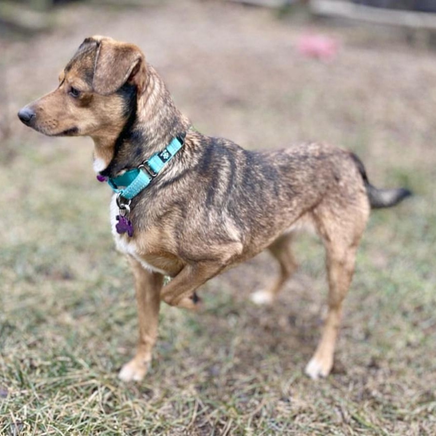 Enlarge MARS - Local, a ADOPTABLE mixed breed in Warwick, RI image 6/6