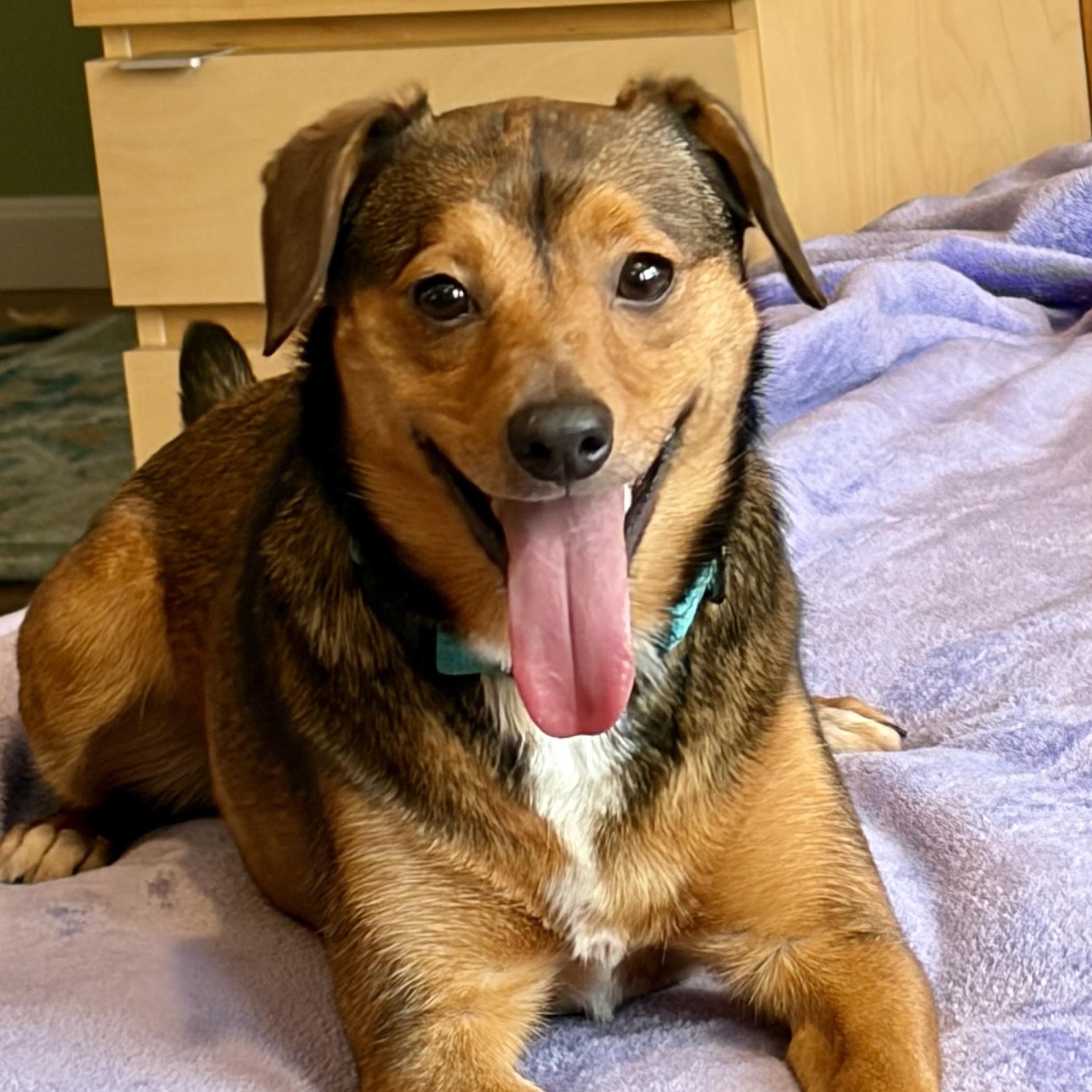 Enlarge MARS - Local, a ADOPTABLE mixed breed in Warwick, RI image 1/6