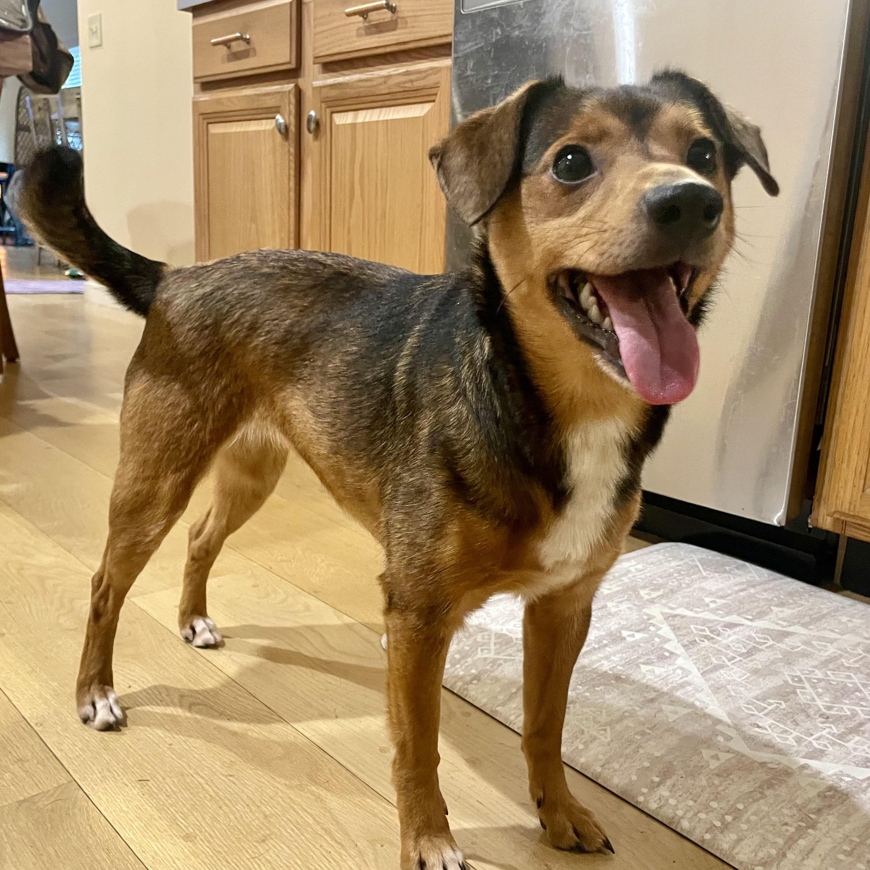 Enlarge MARS - Local, a ADOPTABLE mixed breed in Warwick, RI image 1/6