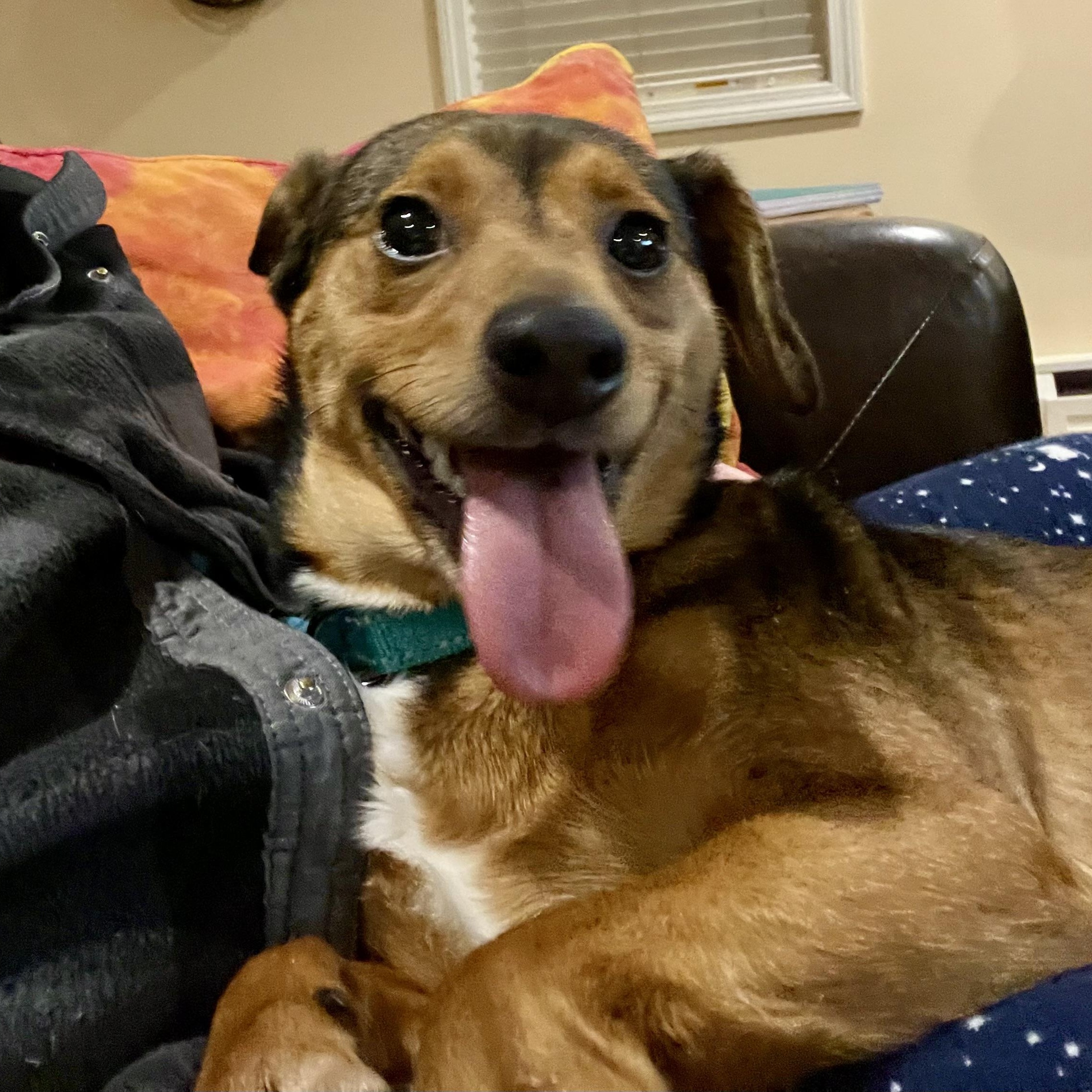 Enlarge MARS - Local, a ADOPTABLE mixed breed in Warwick, RI image 4/6