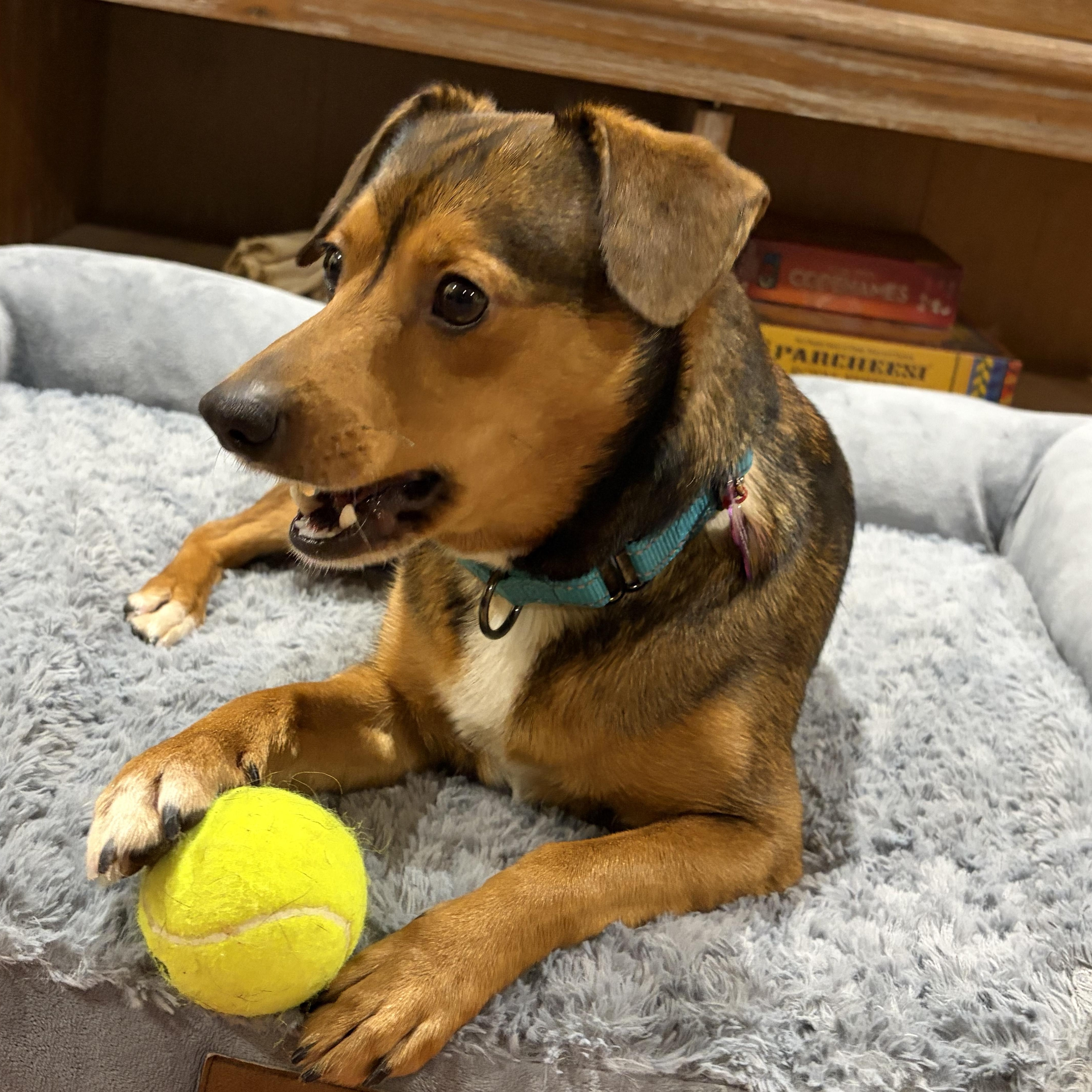 Enlarge MARS - Local, a ADOPTABLE mixed breed in Warwick, RI image 5/6