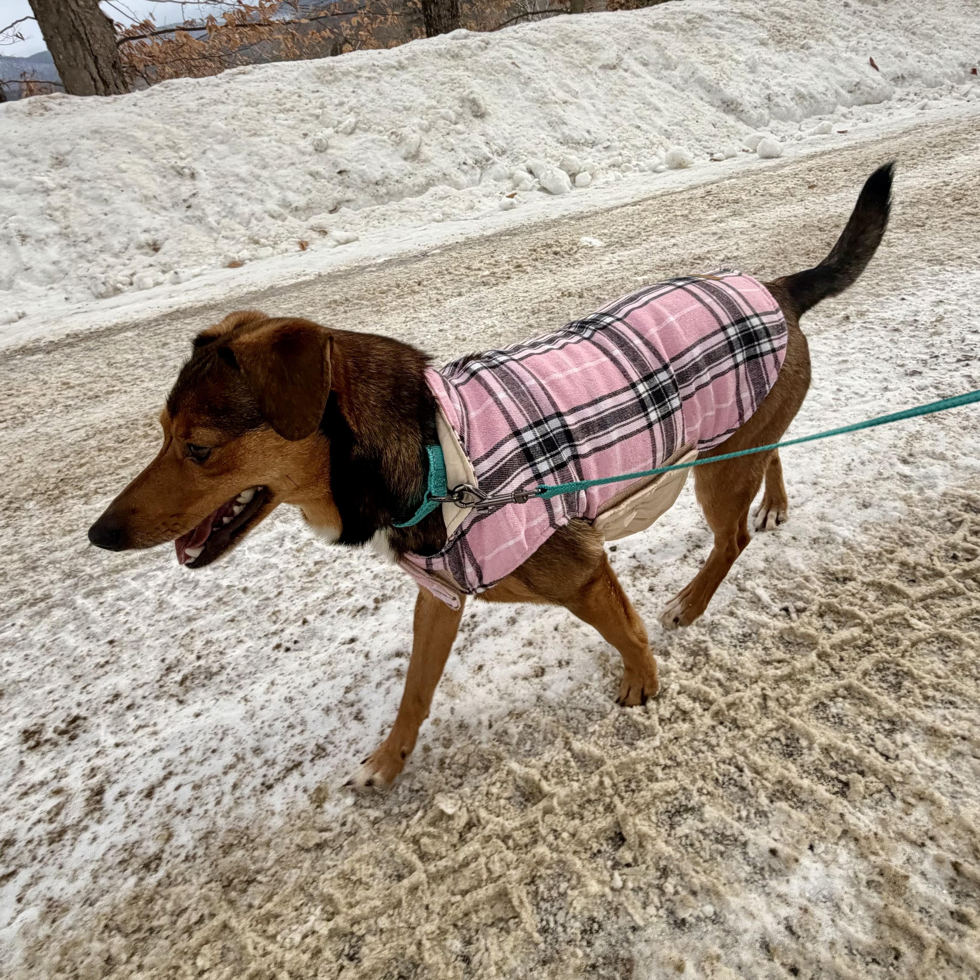 Enlarge MARS - Local, a ADOPTABLE mixed breed in Warwick, RI image 6/6