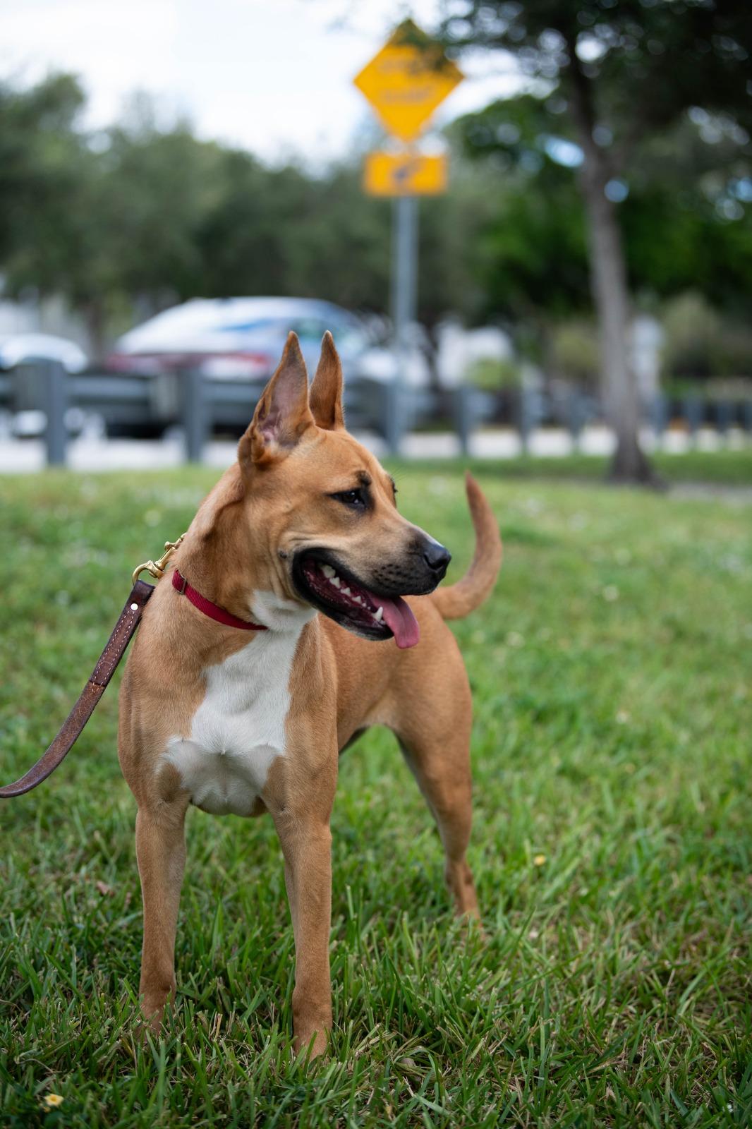 Enlarge Fox, a Adoptable Mixed Breed in Gainesville, FL image 3/4