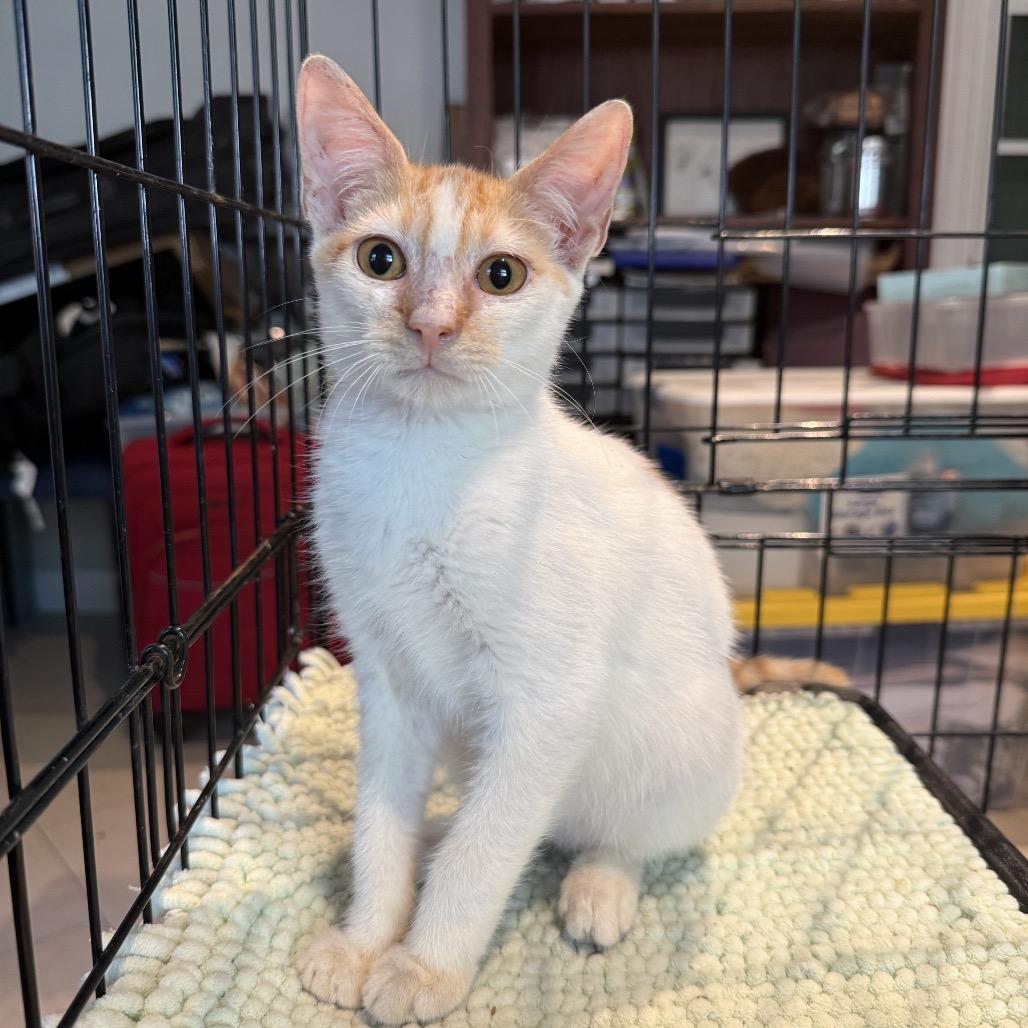 Fluffernutter, Adoptable, Young Male Domestic Short Hair.