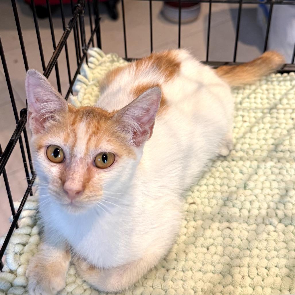 Enlarge Fluffernutter, a Adoptable Domestic Short Hair in Washington, PA image 2/3