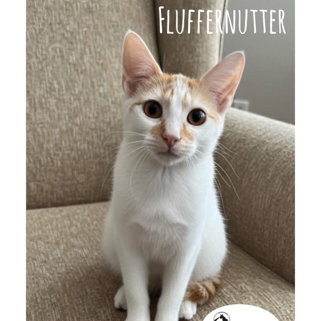 Enlarge Fluffernutter, a Adoptable Domestic Short Hair in Washington, PA image 3/3