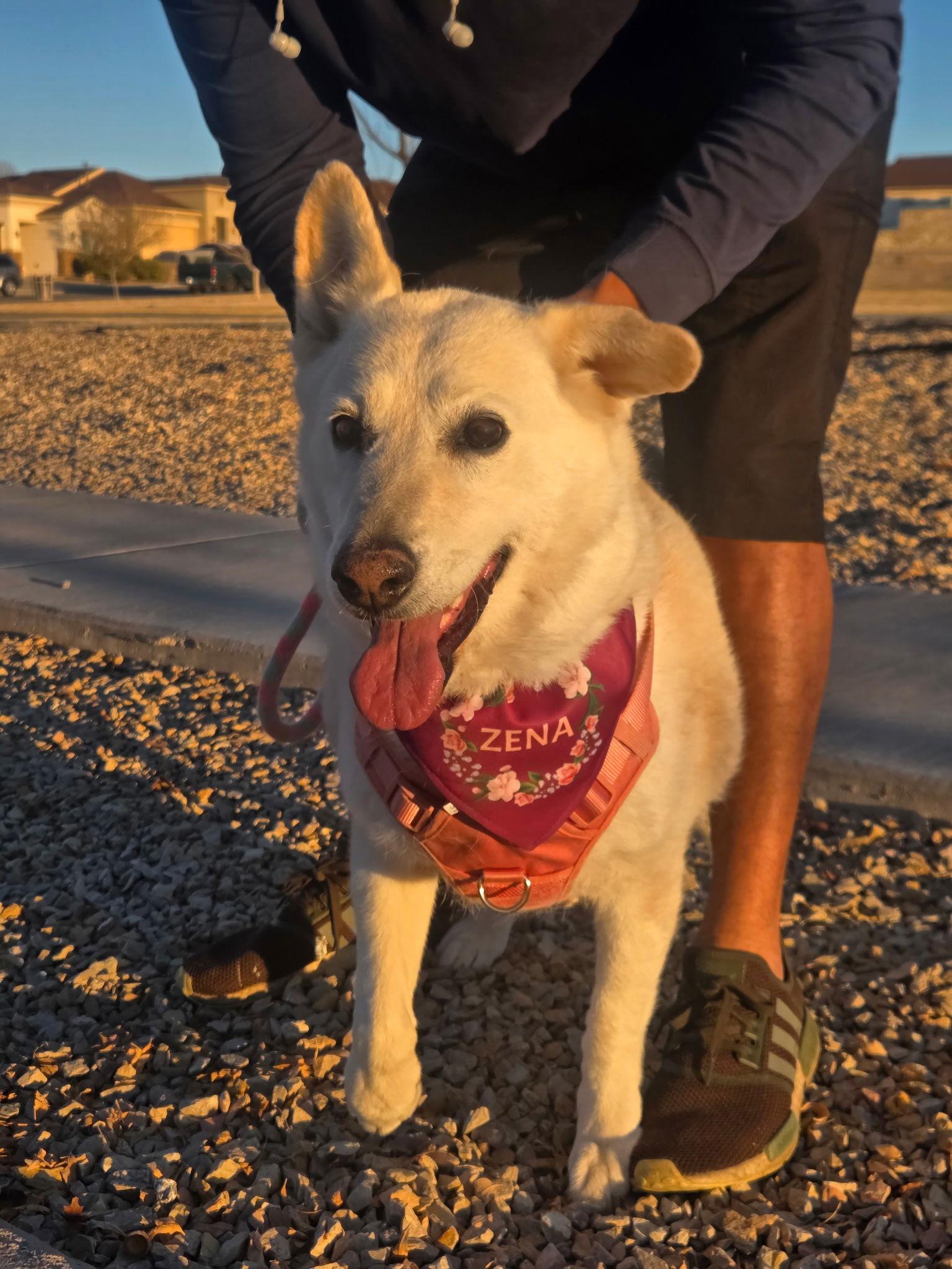 Enlarge Zena, a Adoptable Husky in Williamsburg, NM image 1/3