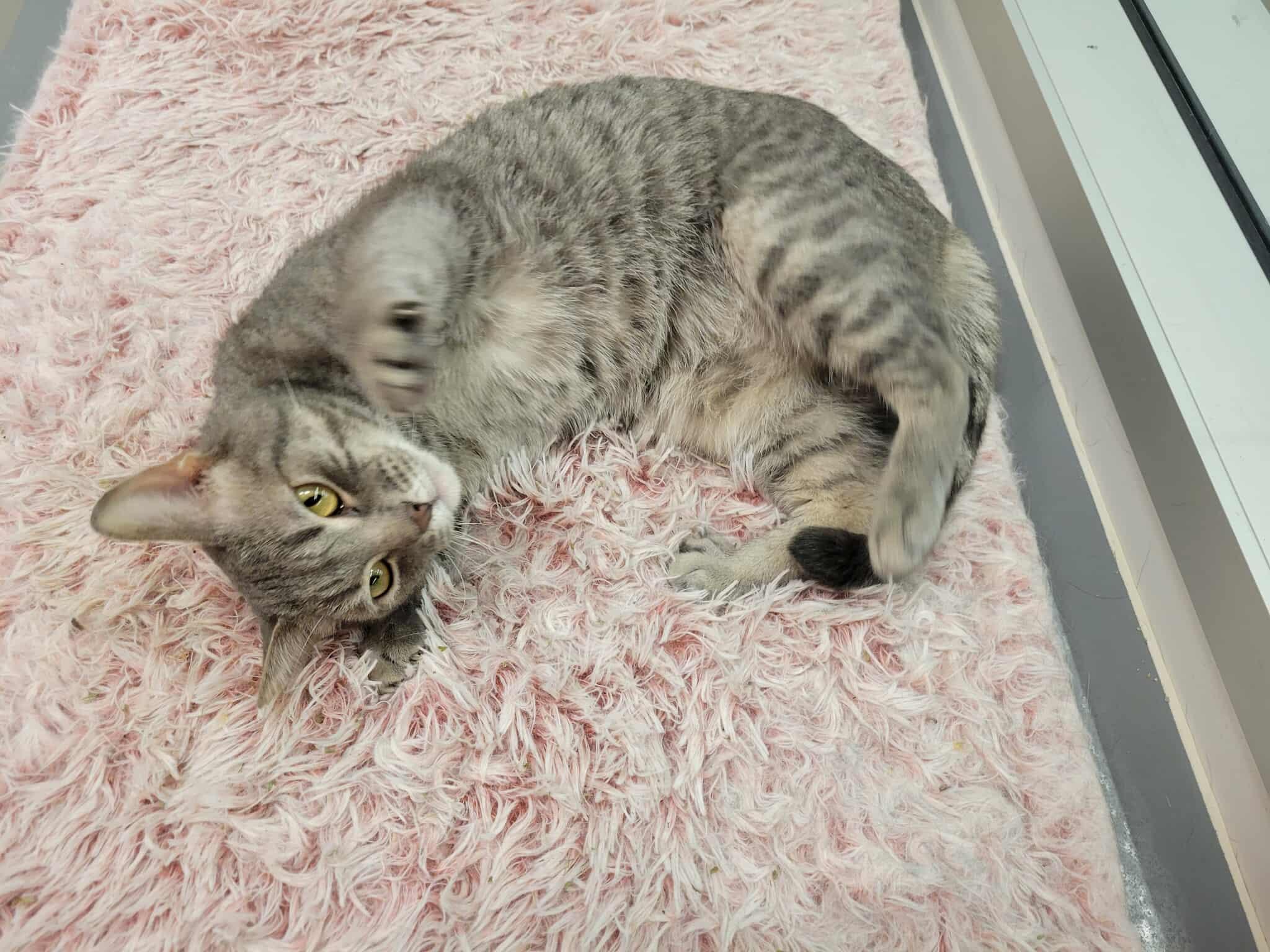 BINGO, a Adoptable Domestic Short Hair in Grand Forks, ND image 4/5