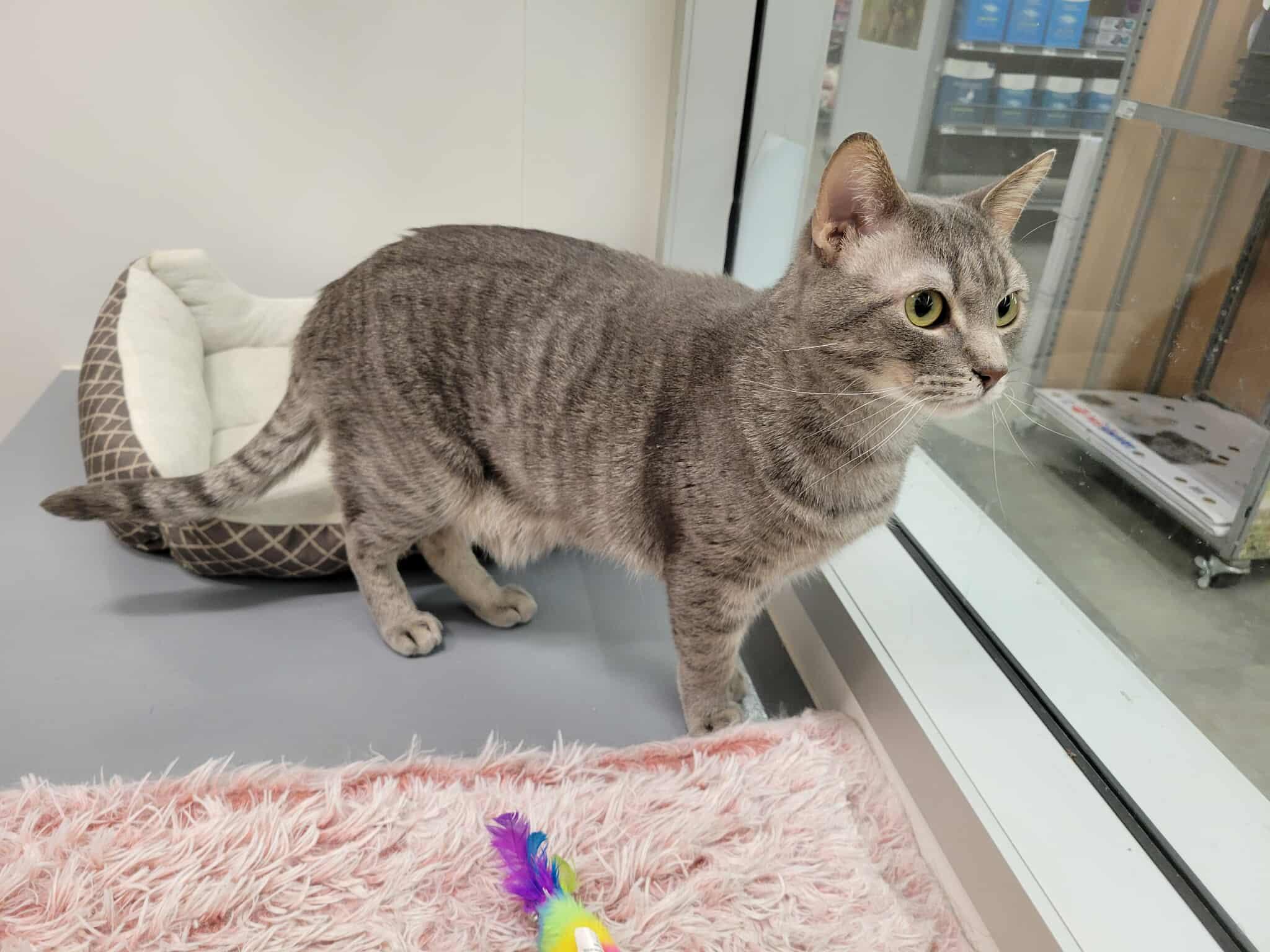 BINGO, a Adoptable Domestic Short Hair in Grand Forks, ND image 5/5