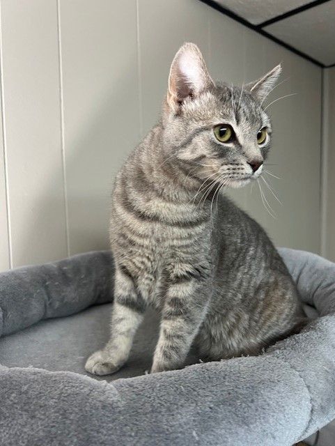 BINGO, Adoptable, Adult Male Domestic Short Hair.