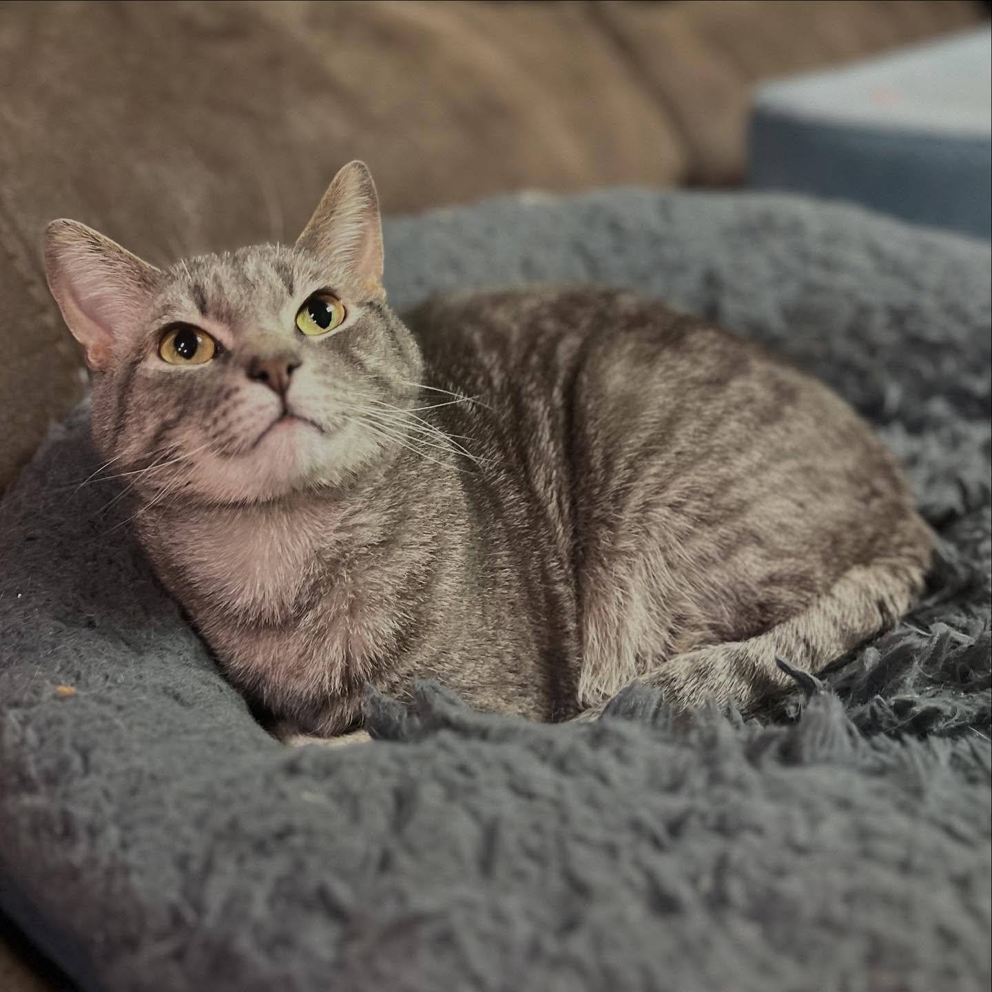 BINGO, an adoptable Domestic Short Hair in Grand Forks, ND, 58203 | Photo Image 4