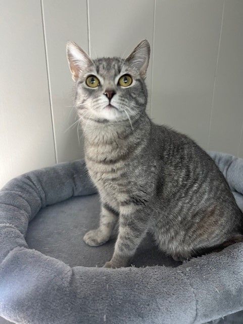 Enlarge BINGO, a Adoptable Domestic Short Hair in Grand Forks, ND image 4/4
