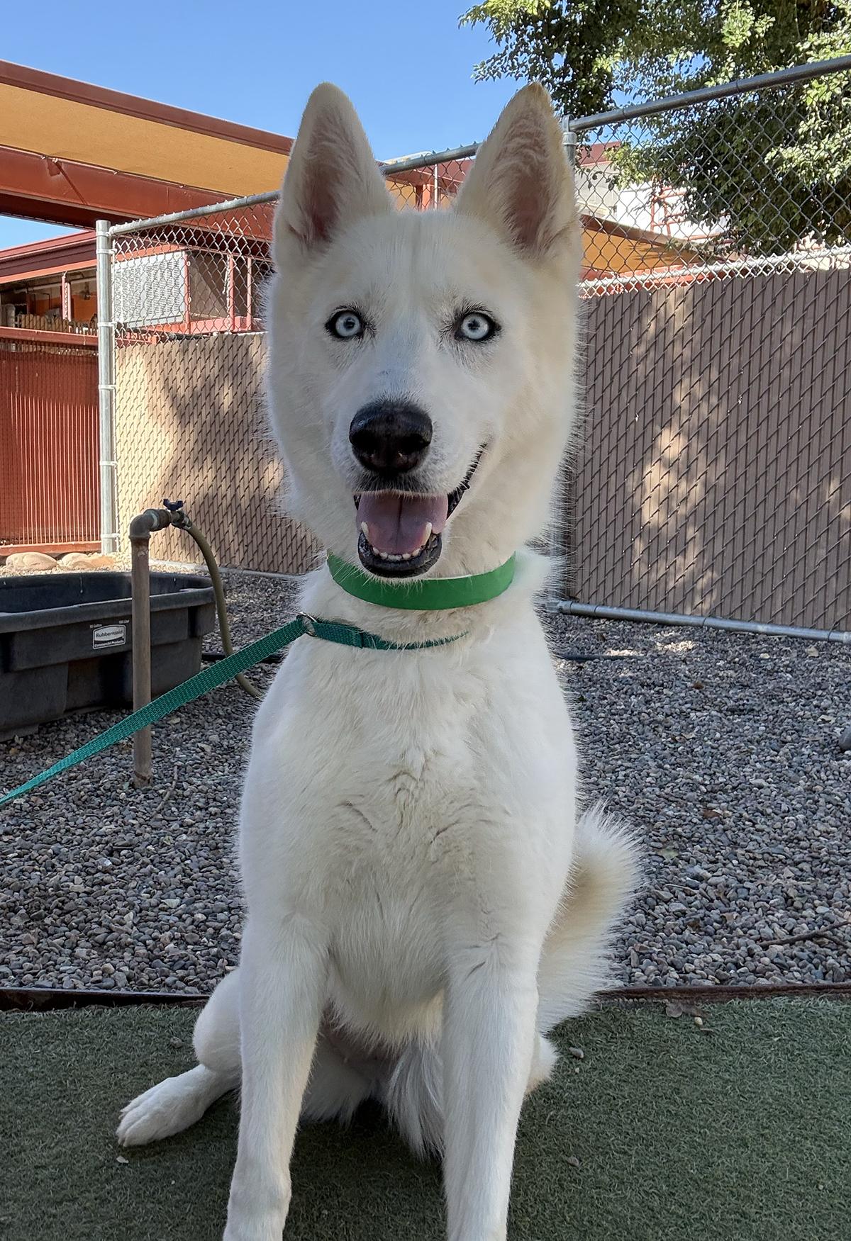 Enlarge Nami, a ADOPTABLE Siberian Husky in Scottsdale, AZ image 6/6