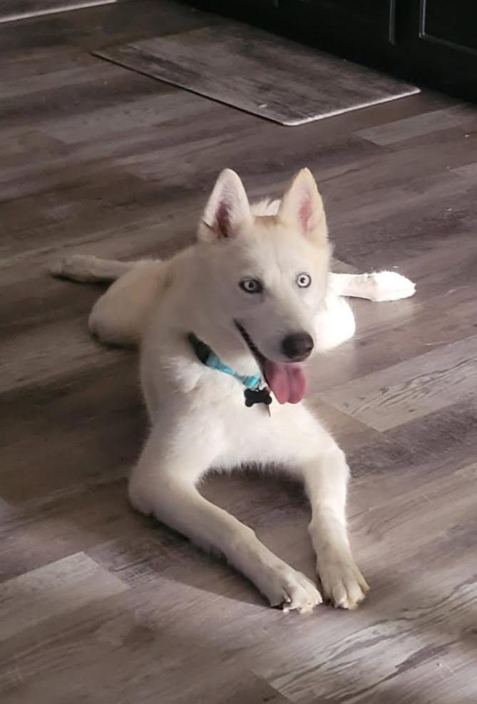 Enlarge Nami, a ADOPTABLE Siberian Husky in Scottsdale, AZ image 4/6