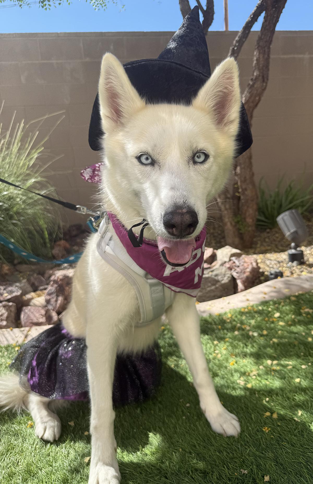 Enlarge Nami, a ADOPTABLE Siberian Husky in Scottsdale, AZ image 5/6