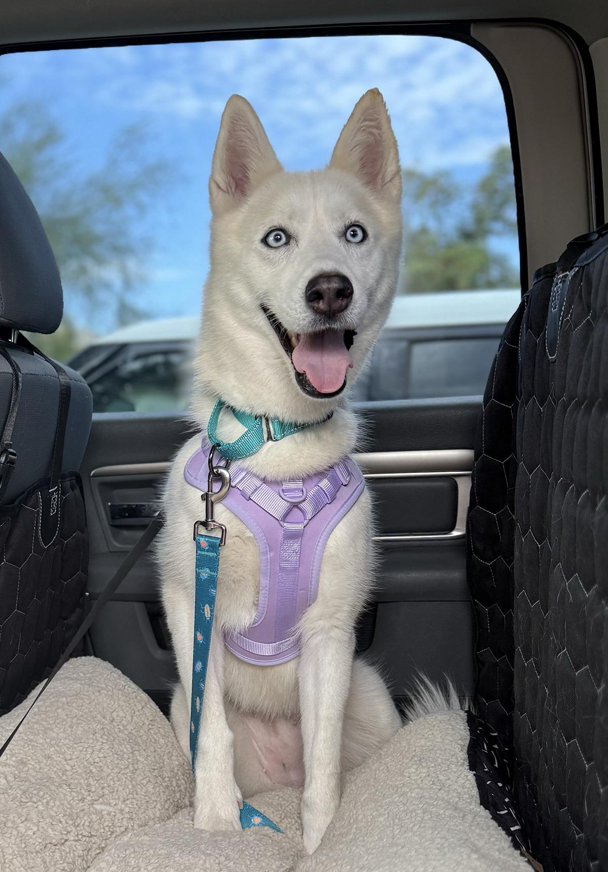 Enlarge Nami, a ADOPTABLE Siberian Husky in Scottsdale, AZ image 3/6