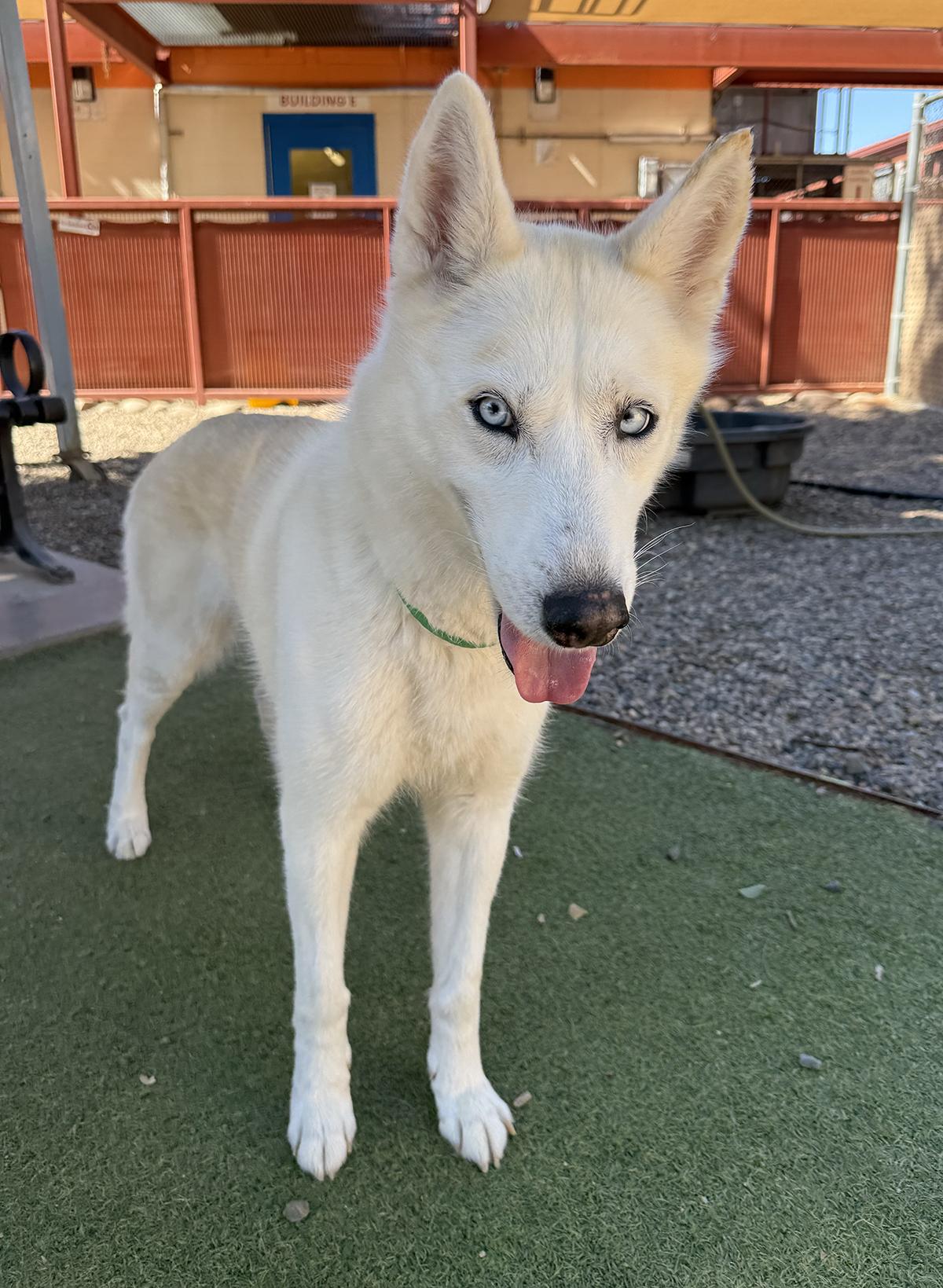 Enlarge Nami, a ADOPTABLE Siberian Husky in Scottsdale, AZ image 2/6