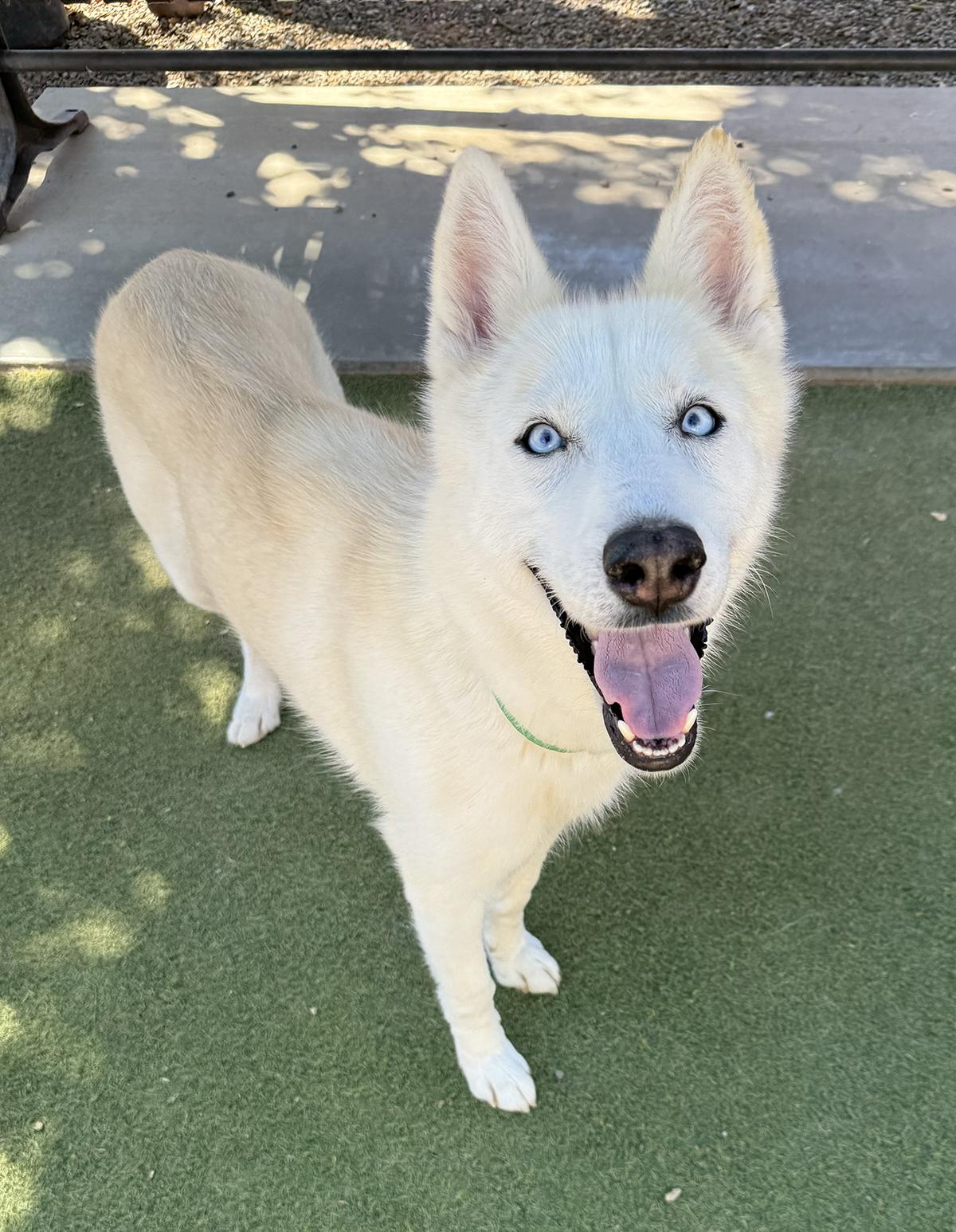 Enlarge Nami, a ADOPTABLE Siberian Husky in Scottsdale, AZ image 1/6