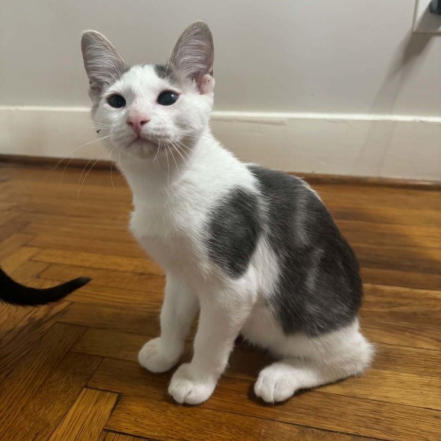 Enlarge Muskrat, a ADOPTABLE Domestic Short Hair in Tulsa, OK image 1/6