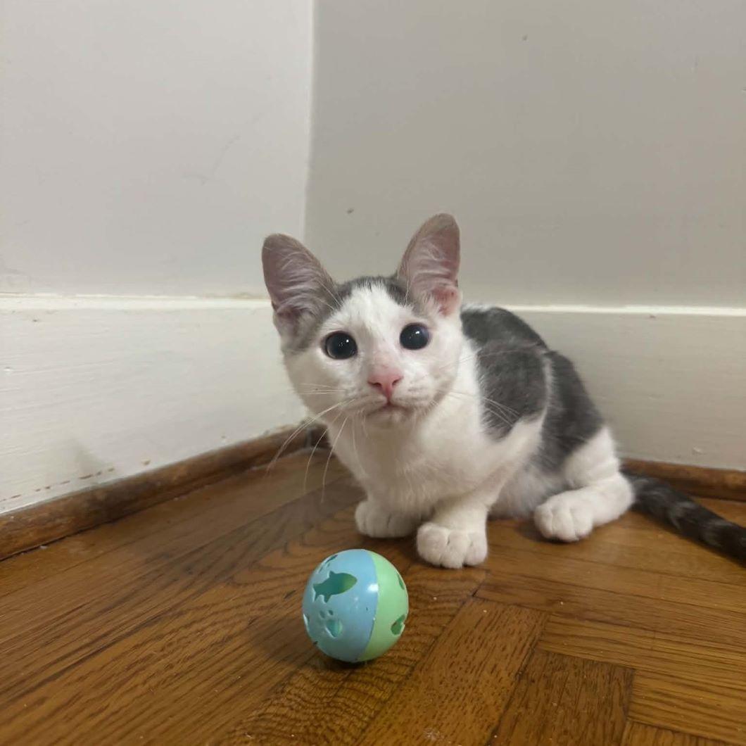 Enlarge Muskrat, a ADOPTABLE Domestic Short Hair in Tulsa, OK image 5/6