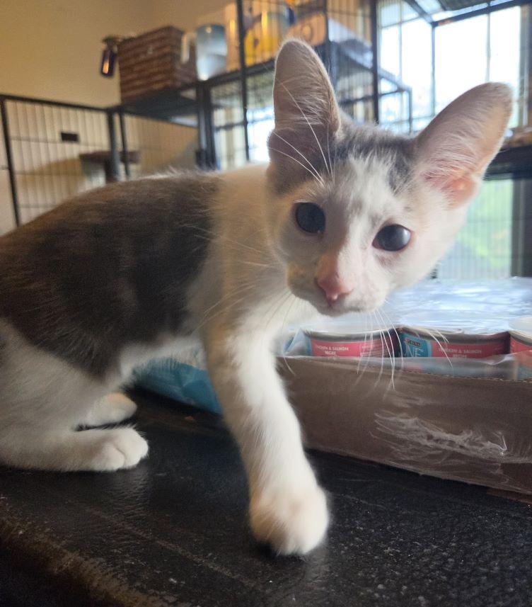 Enlarge Muskrat, a ADOPTABLE Domestic Short Hair in Tulsa, OK image 4/6