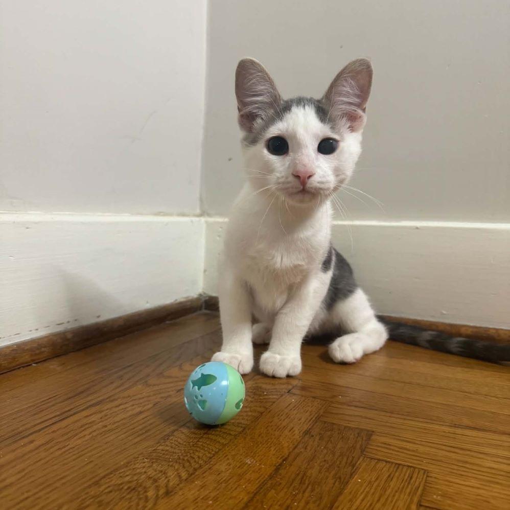 Enlarge Muskrat, a ADOPTABLE Domestic Short Hair in Tulsa, OK image 3/6