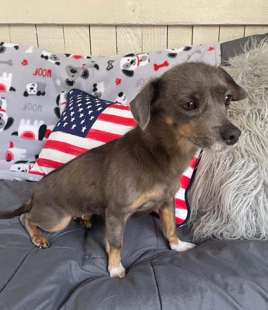 Starfire, Adoptable, Adult Female Rat Terrier & Chihuahua.