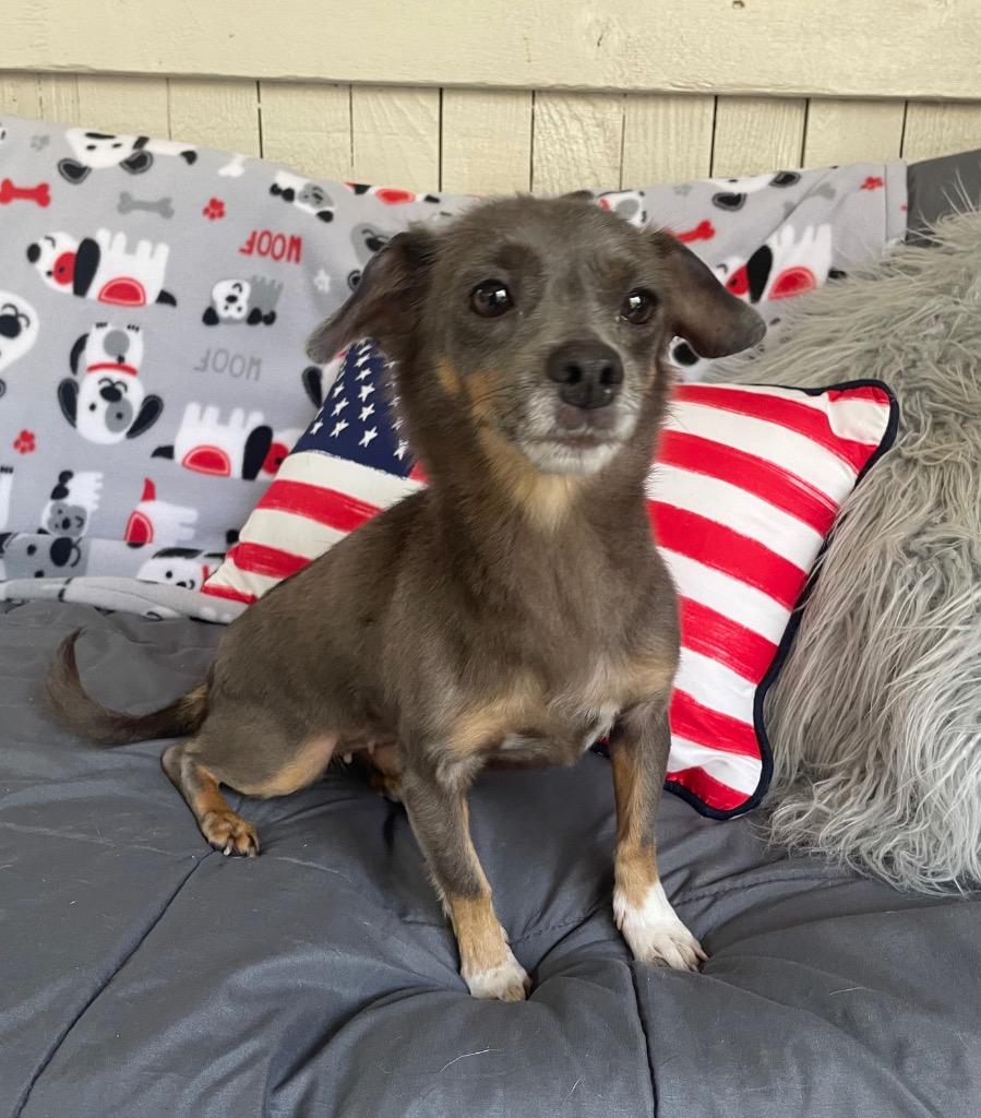 Starfire, a Adoptable mixed breed in Fort Worth, TX image 2/2