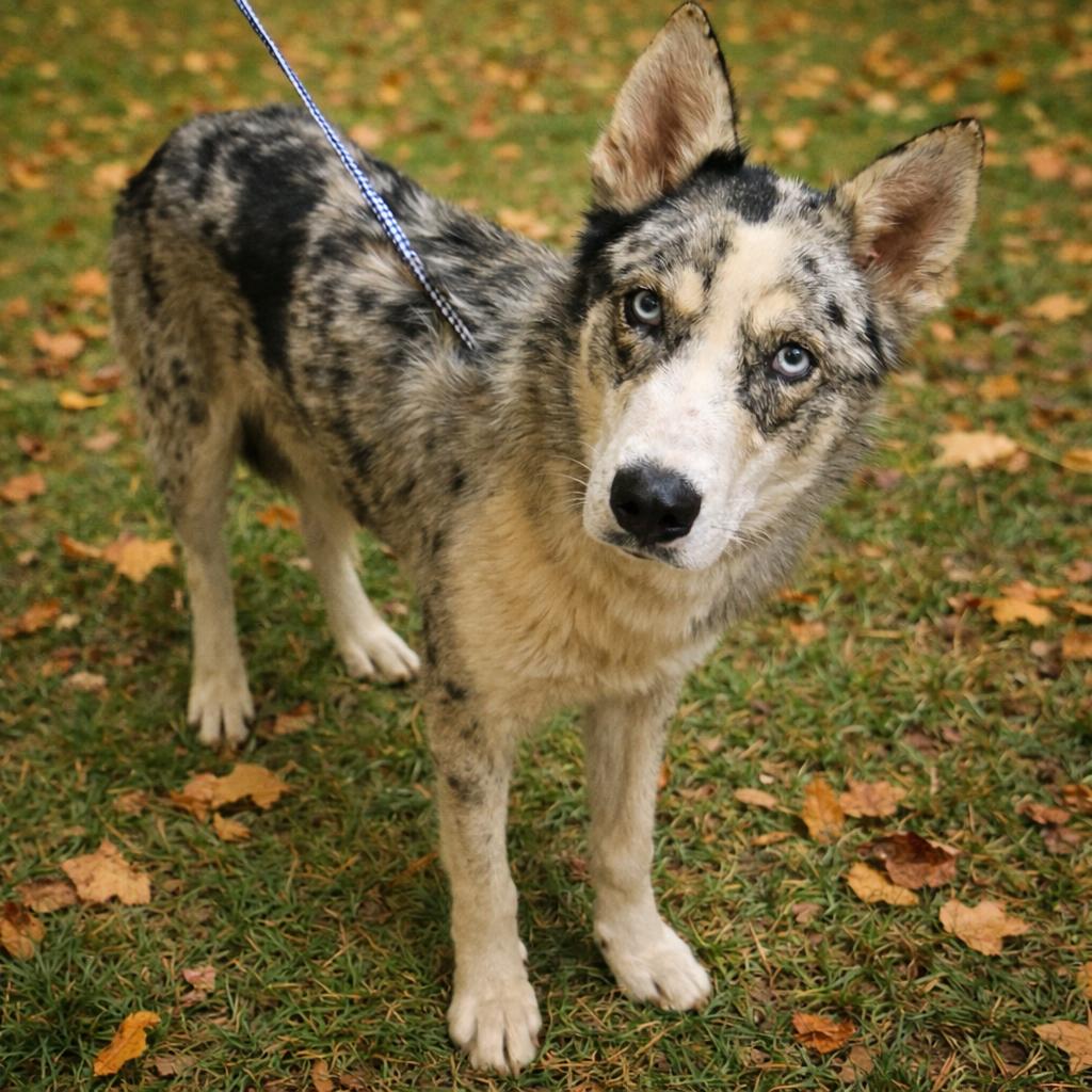 Enlarge Wiley, a Adoptable Husky in Norman, OK image 1/2