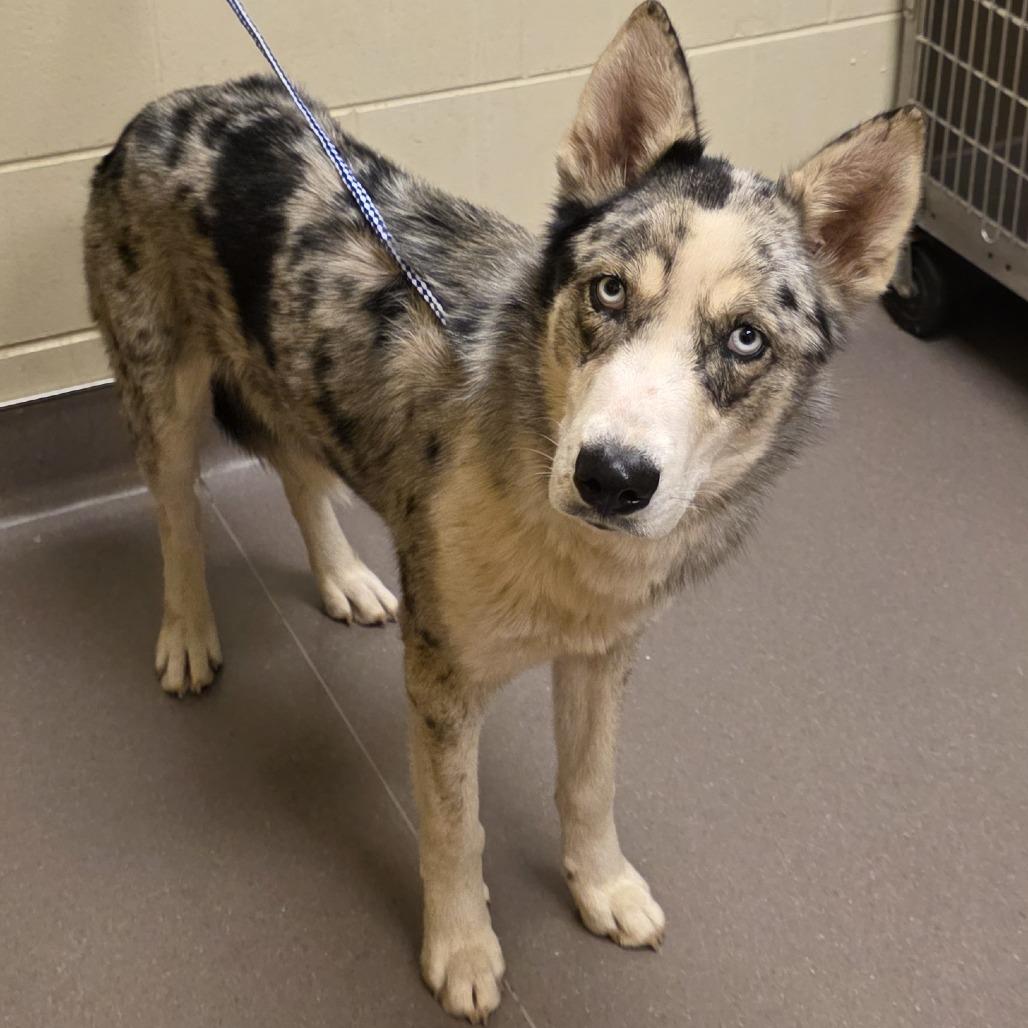 Enlarge Wiley, a Adoptable Husky in Norman, OK image 2/2
