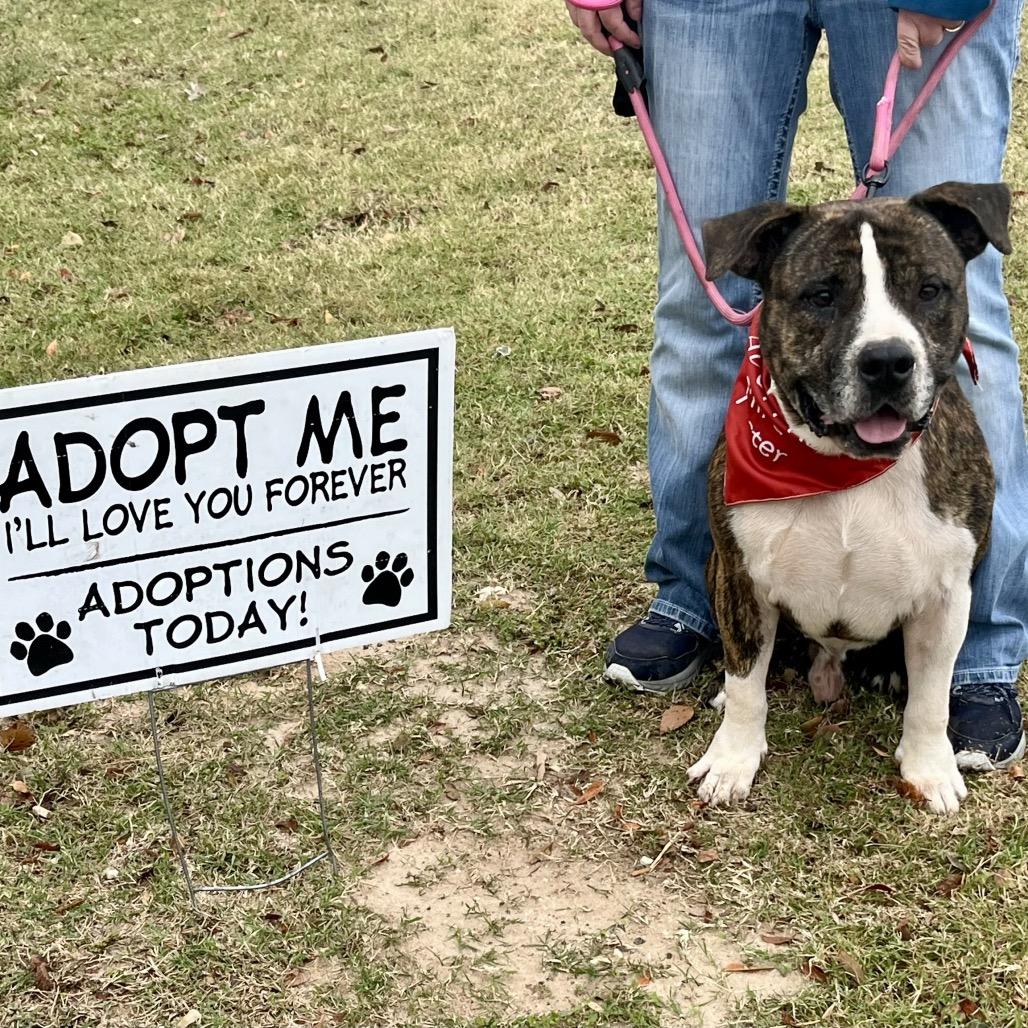 Enlarge Meatball, a Adoptable mixed breed in Palestine, TX image 2/6