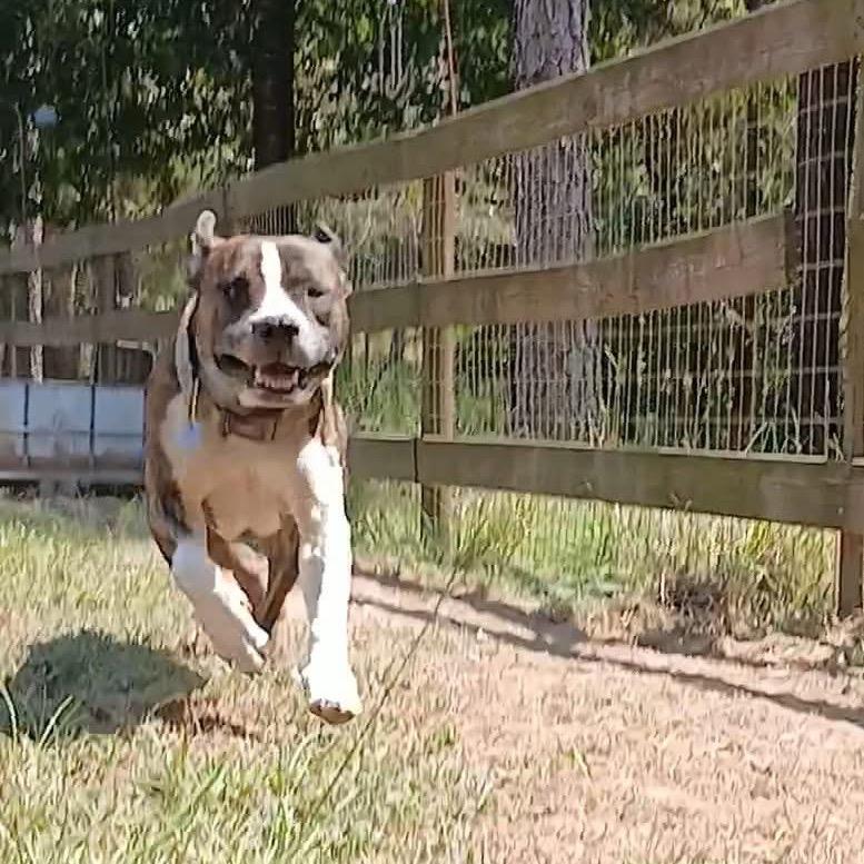 Enlarge Meatball, a Adoptable mixed breed in Palestine, TX image 3/6