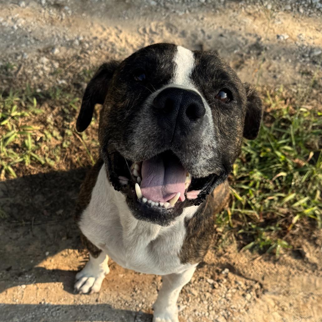 Enlarge Meatball, a Adoptable mixed breed in Palestine, TX image 4/6