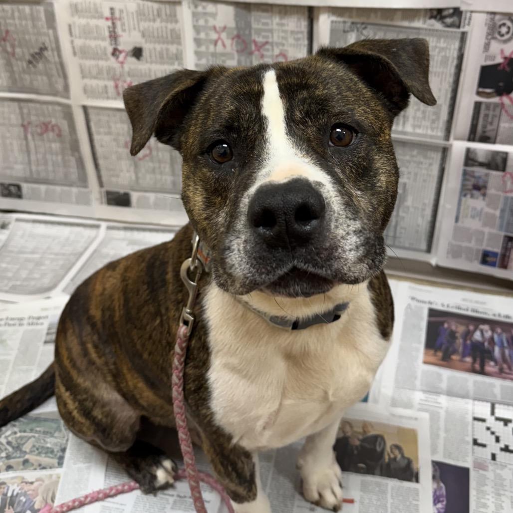 Meatball, a Adoptable mixed breed in Palestine, TX image 5/6