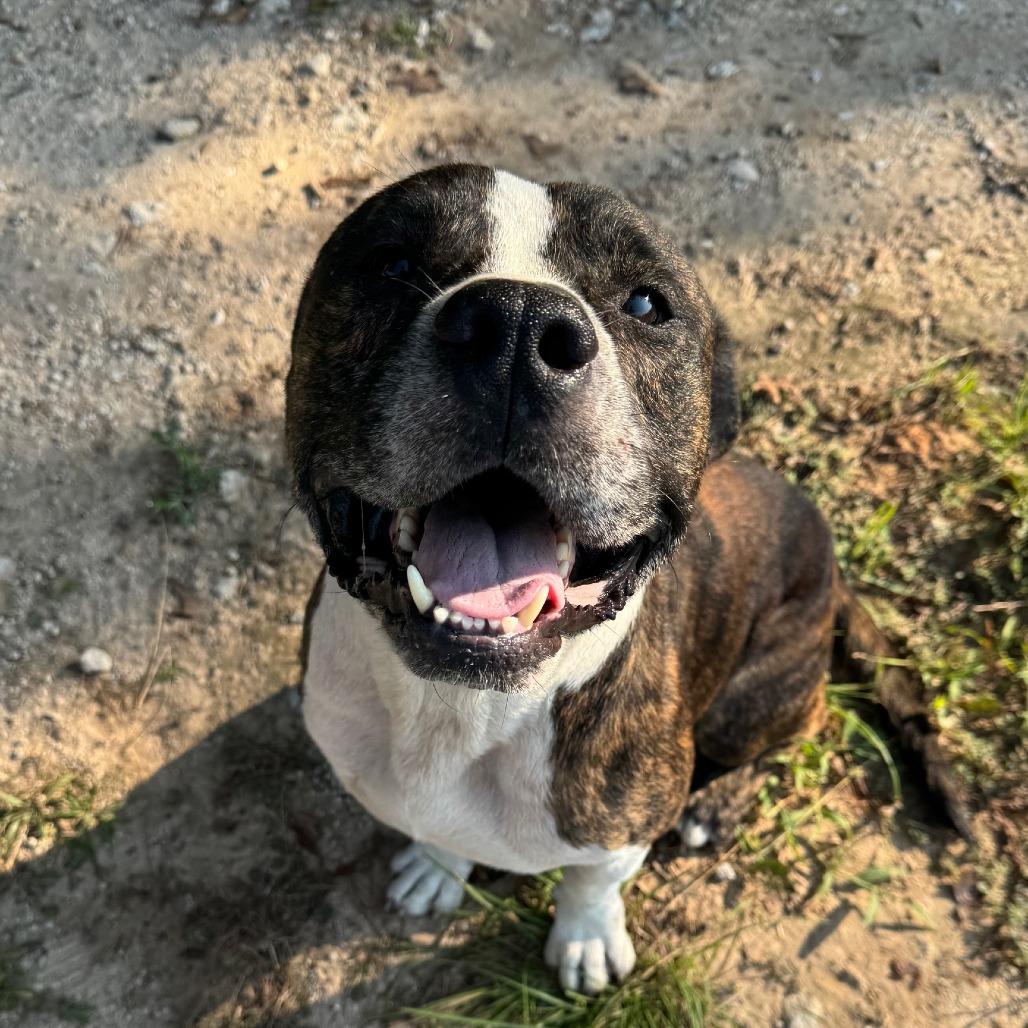 Enlarge Meatball, a Adoptable mixed breed in Palestine, TX image 6/6