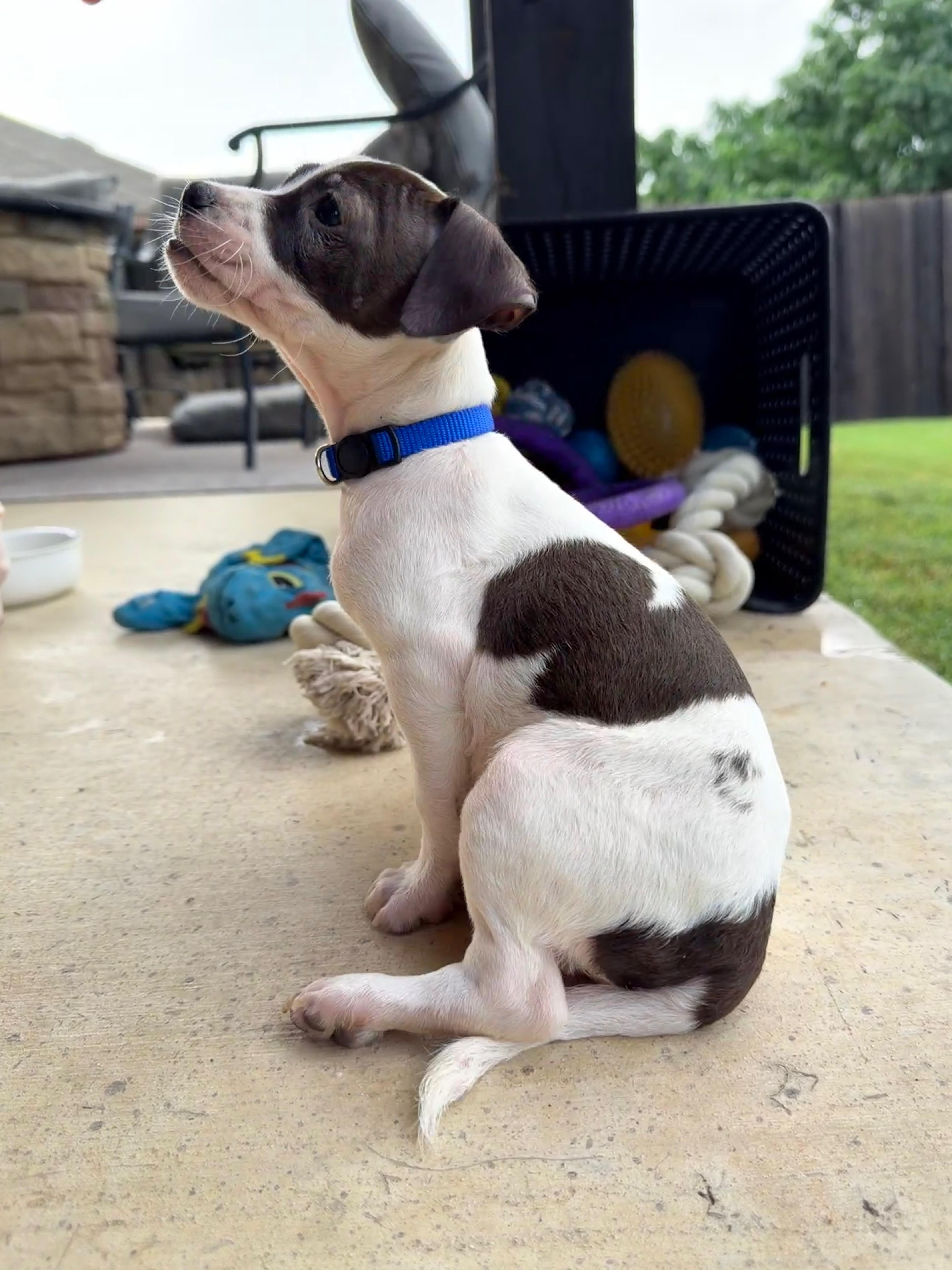 Mickey, an adopted mixed breed in brattleboro, VT image 4/5