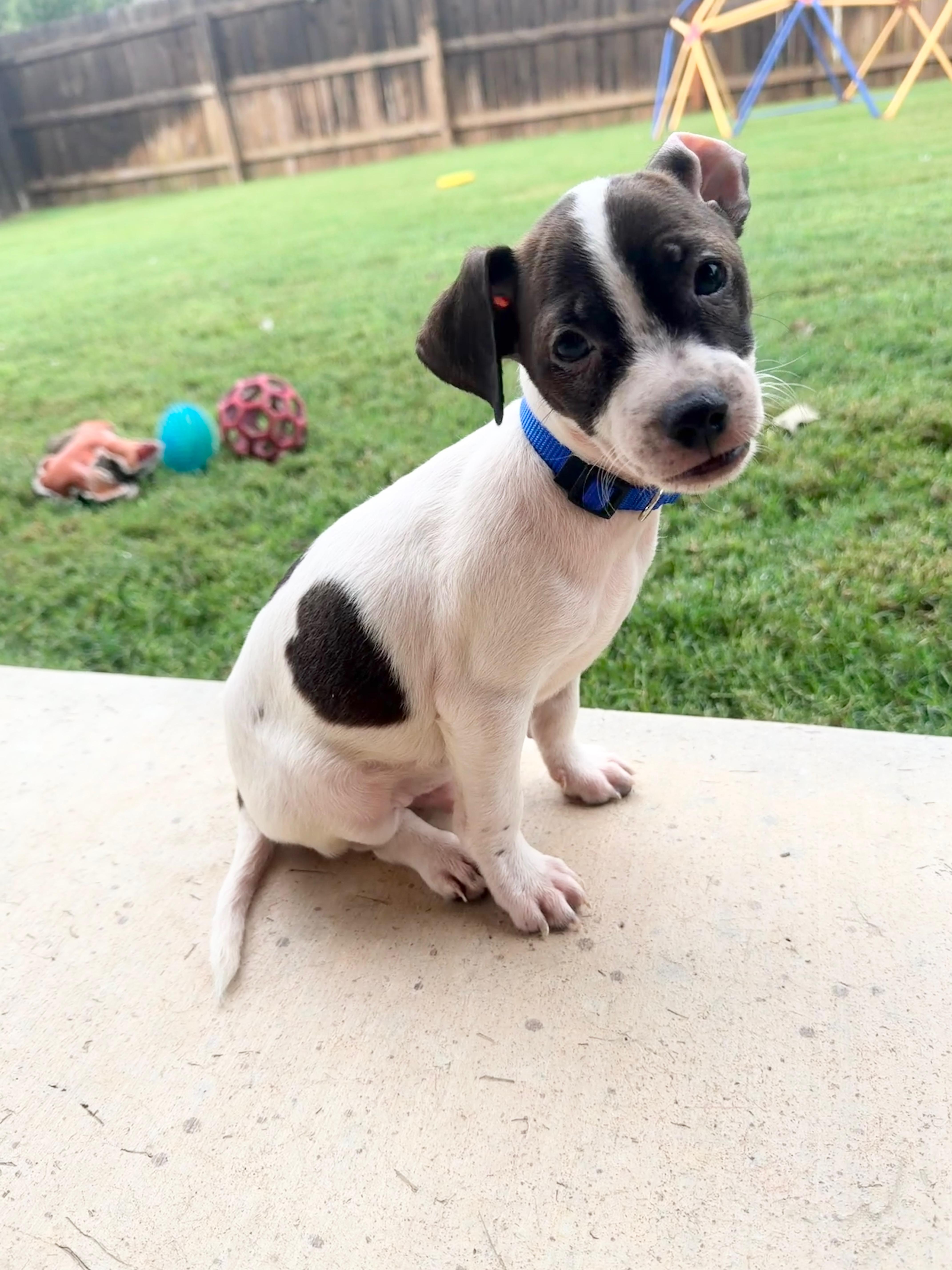 Mickey, adopted, Puppy Male Chihuahua.