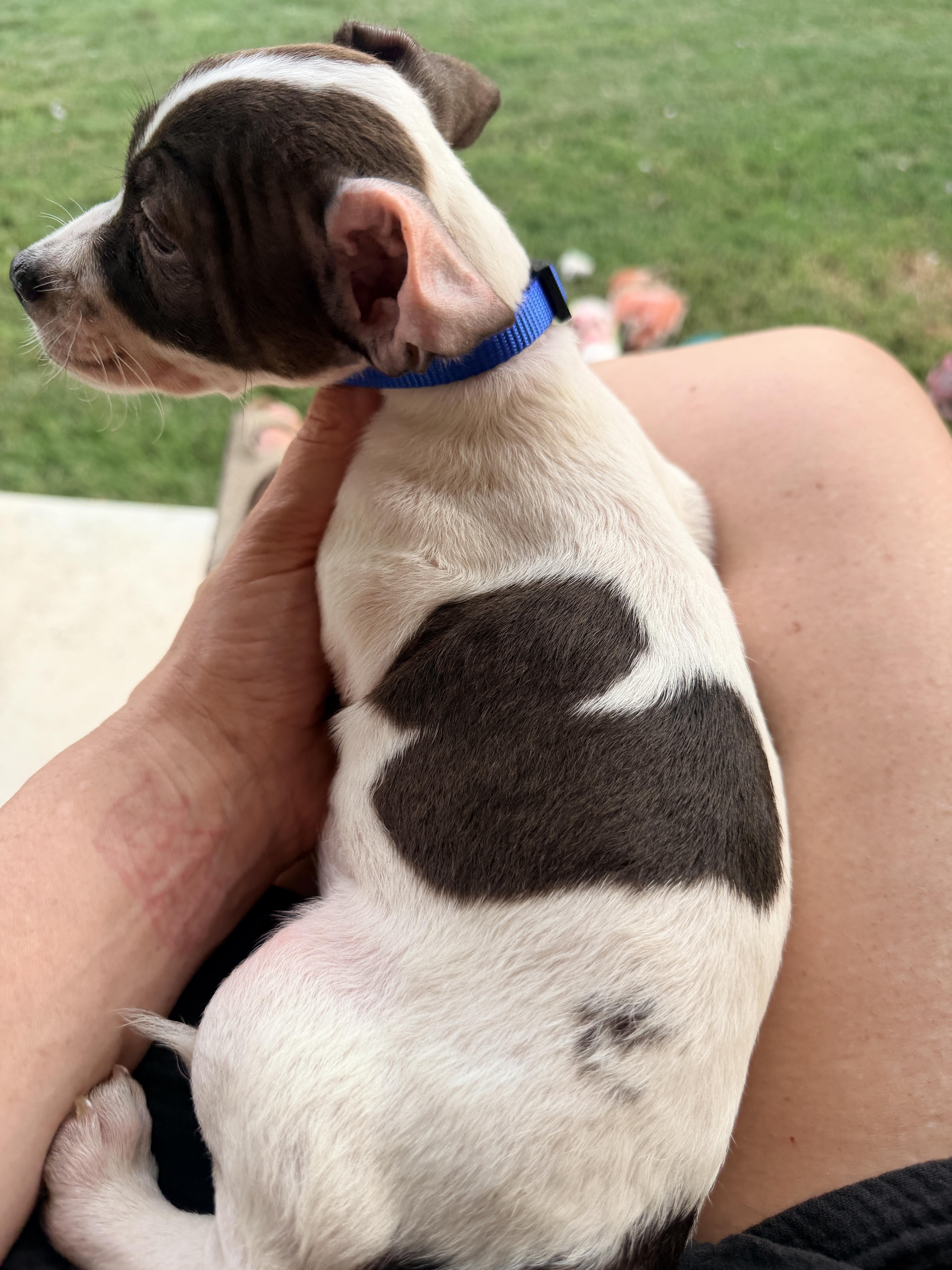 Mickey, an adopted mixed breed in brattleboro, VT image 5/5