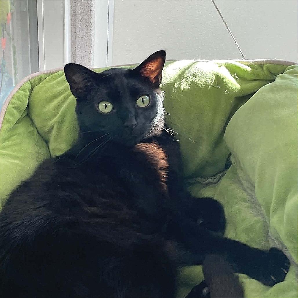 Mamba, Adoptable, Young Female Domestic Short Hair.